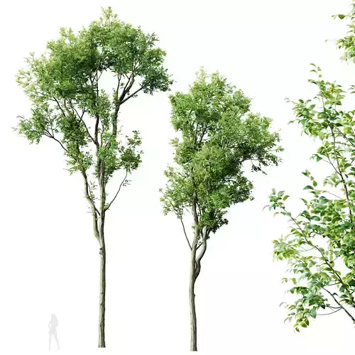 Plants Celtis Australis02 3D model