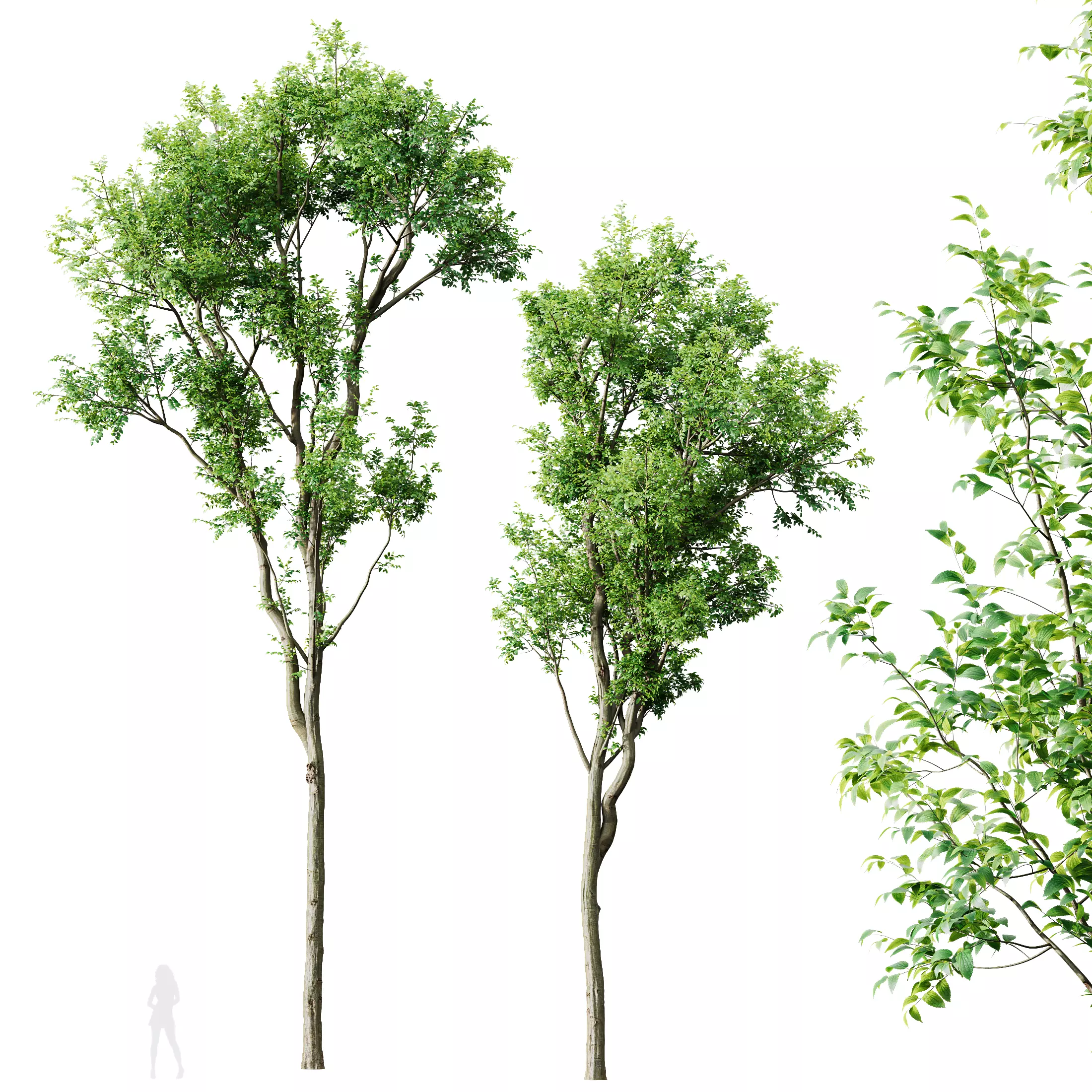 Plants Celtis Australis02 3D model_0