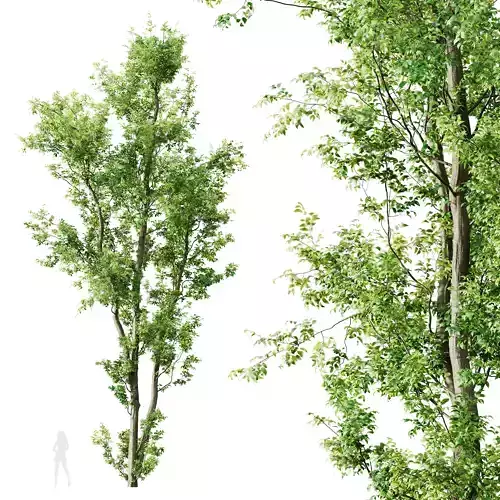 Plants Celtis Australis04 3D model