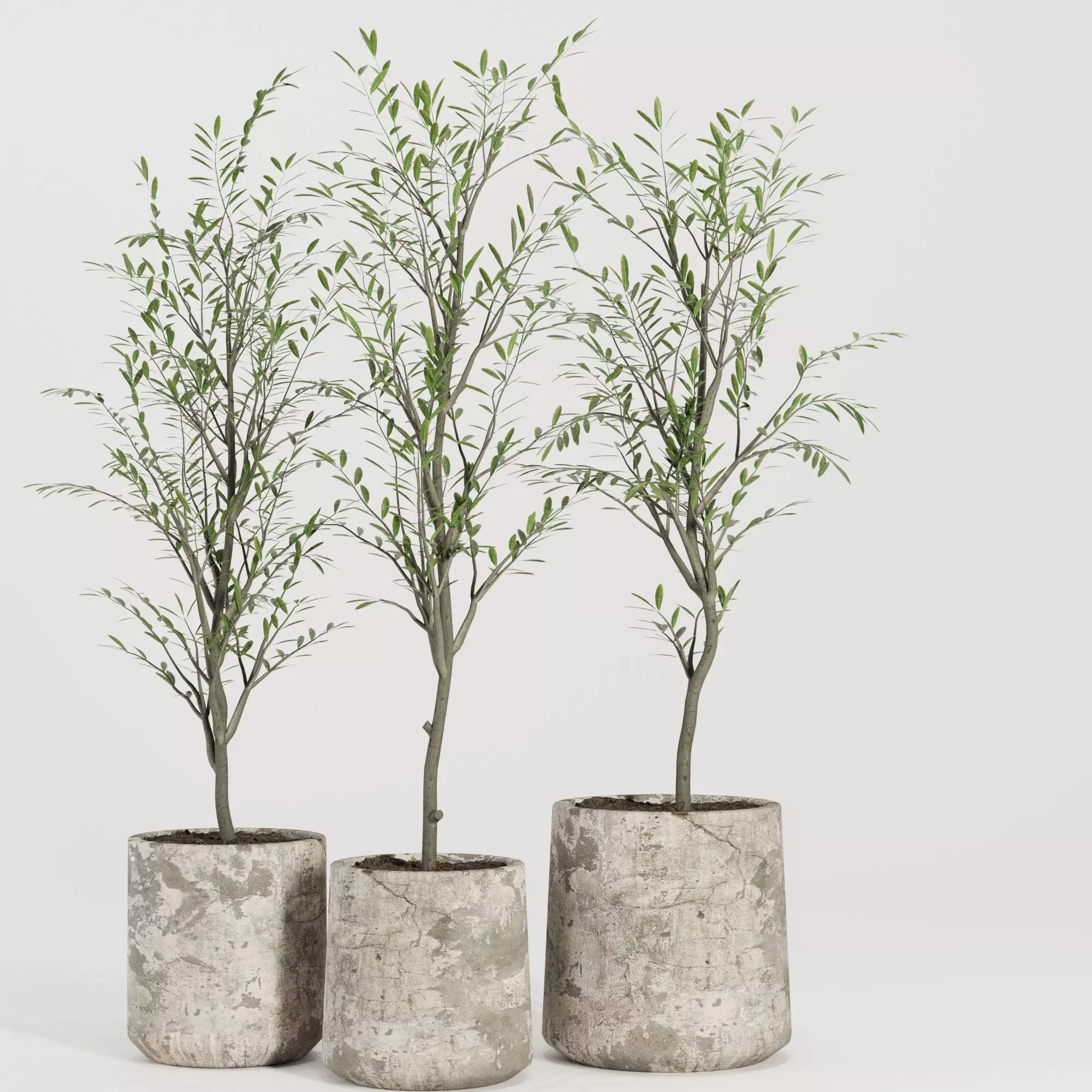 Indoor Plant Set33 -Olive Old Pot 3D model