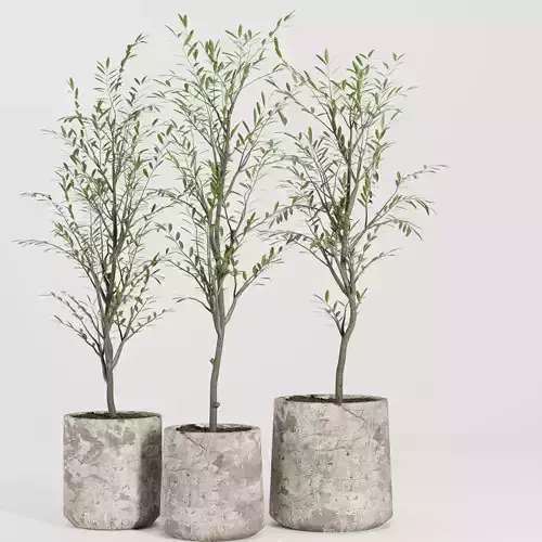 Indoor Plant Set33 -Olive Old Pot