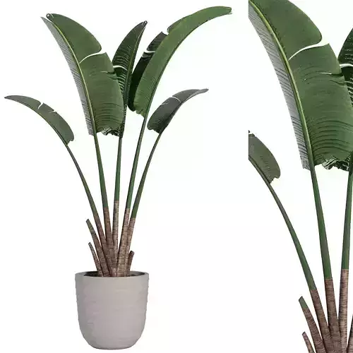 Indoor Plant Set34 - Banana