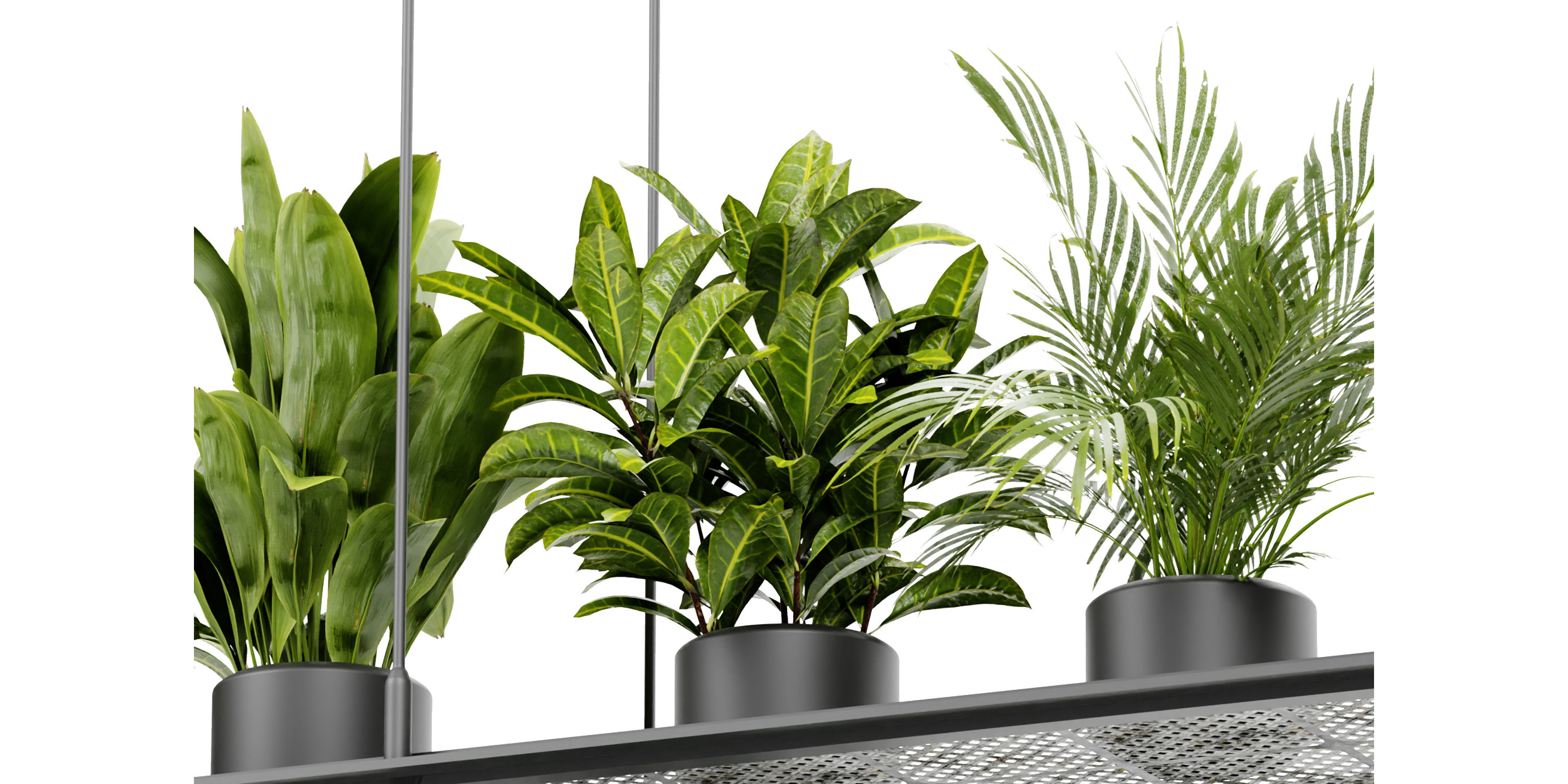 Collection plant vol 439 - blender model  3D model_4
