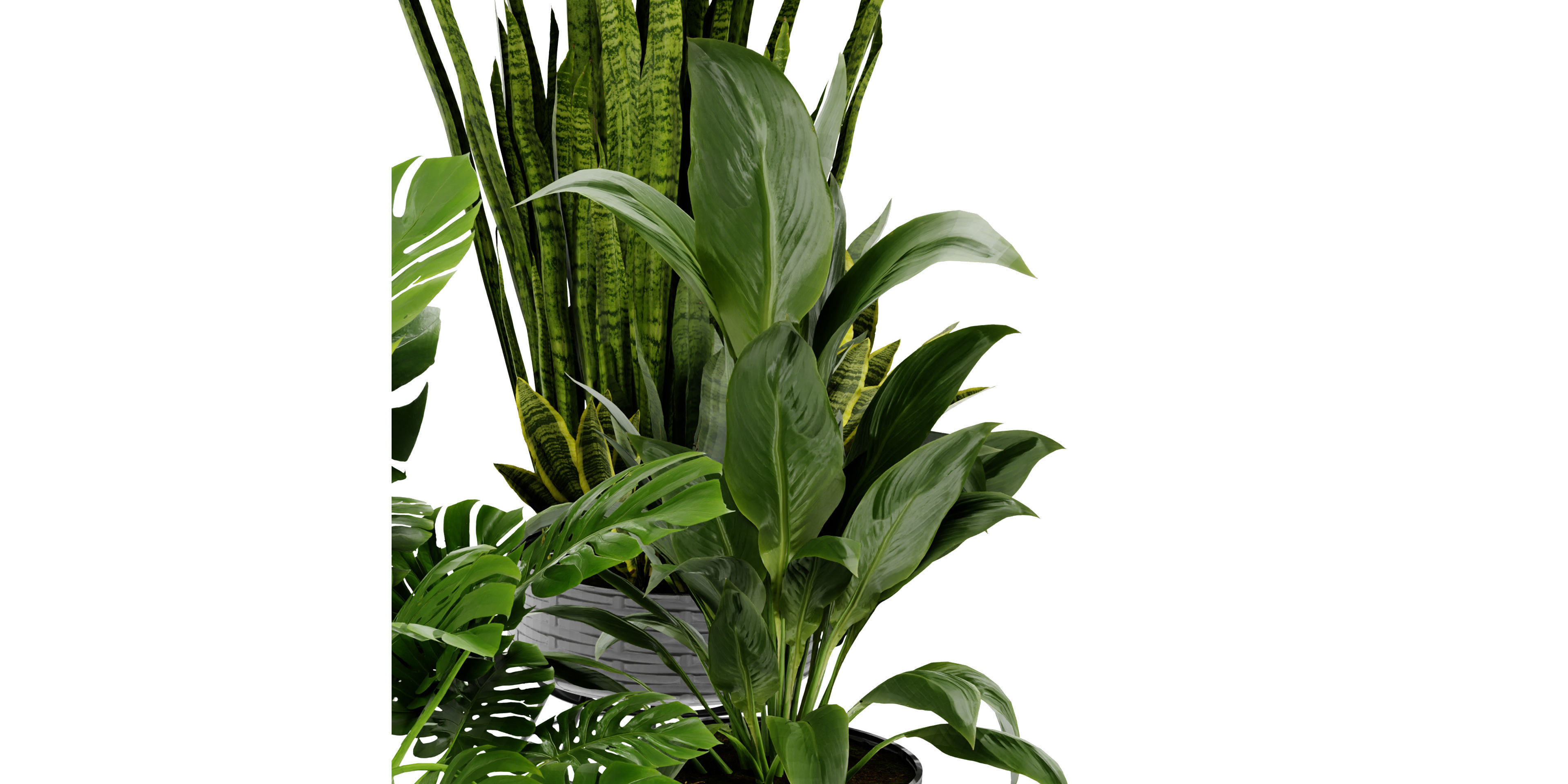 Collection plant vol 440 - blender model  3D model_4