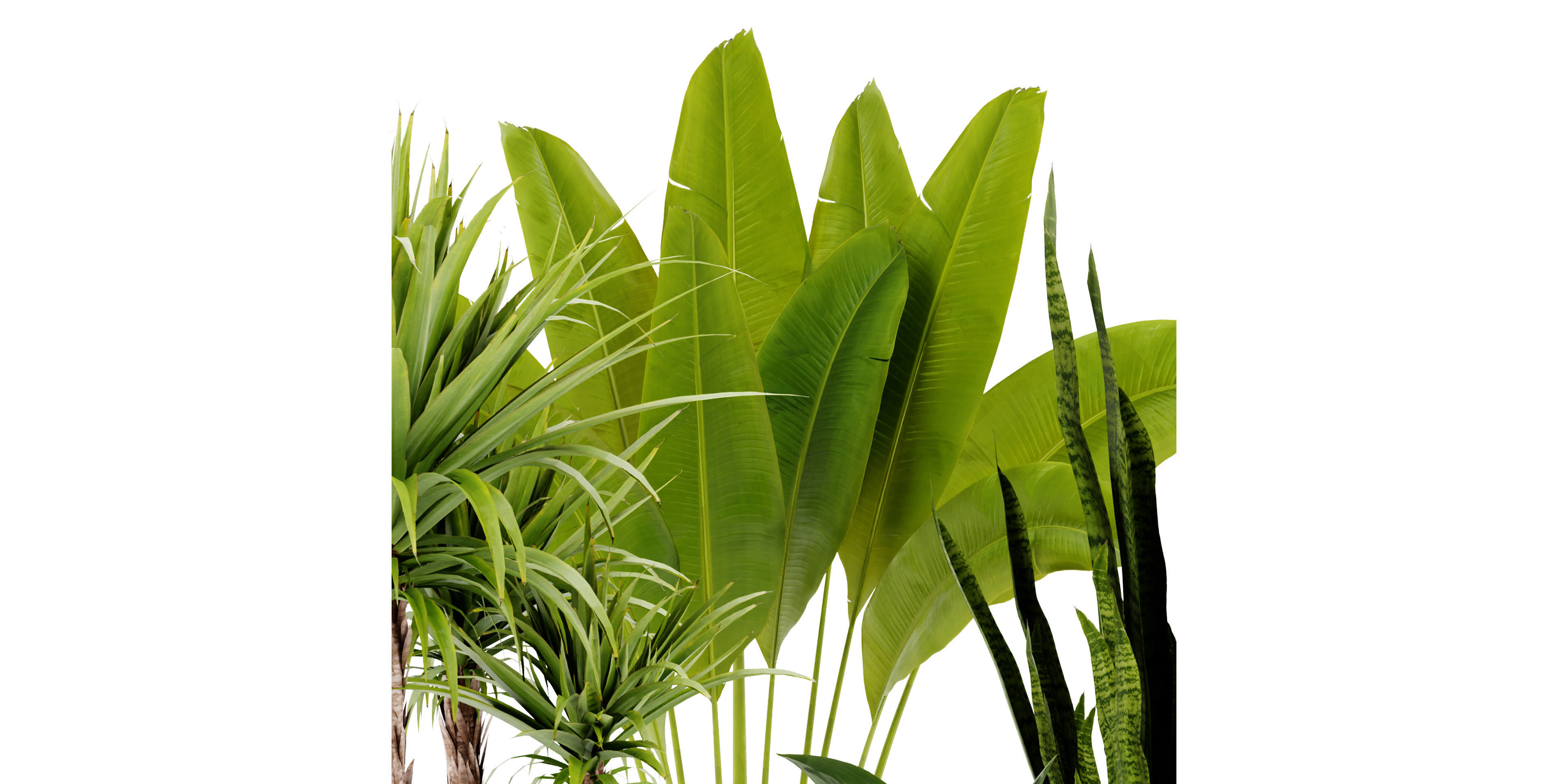 Collection plant vol 440 - blender model  3D model_2