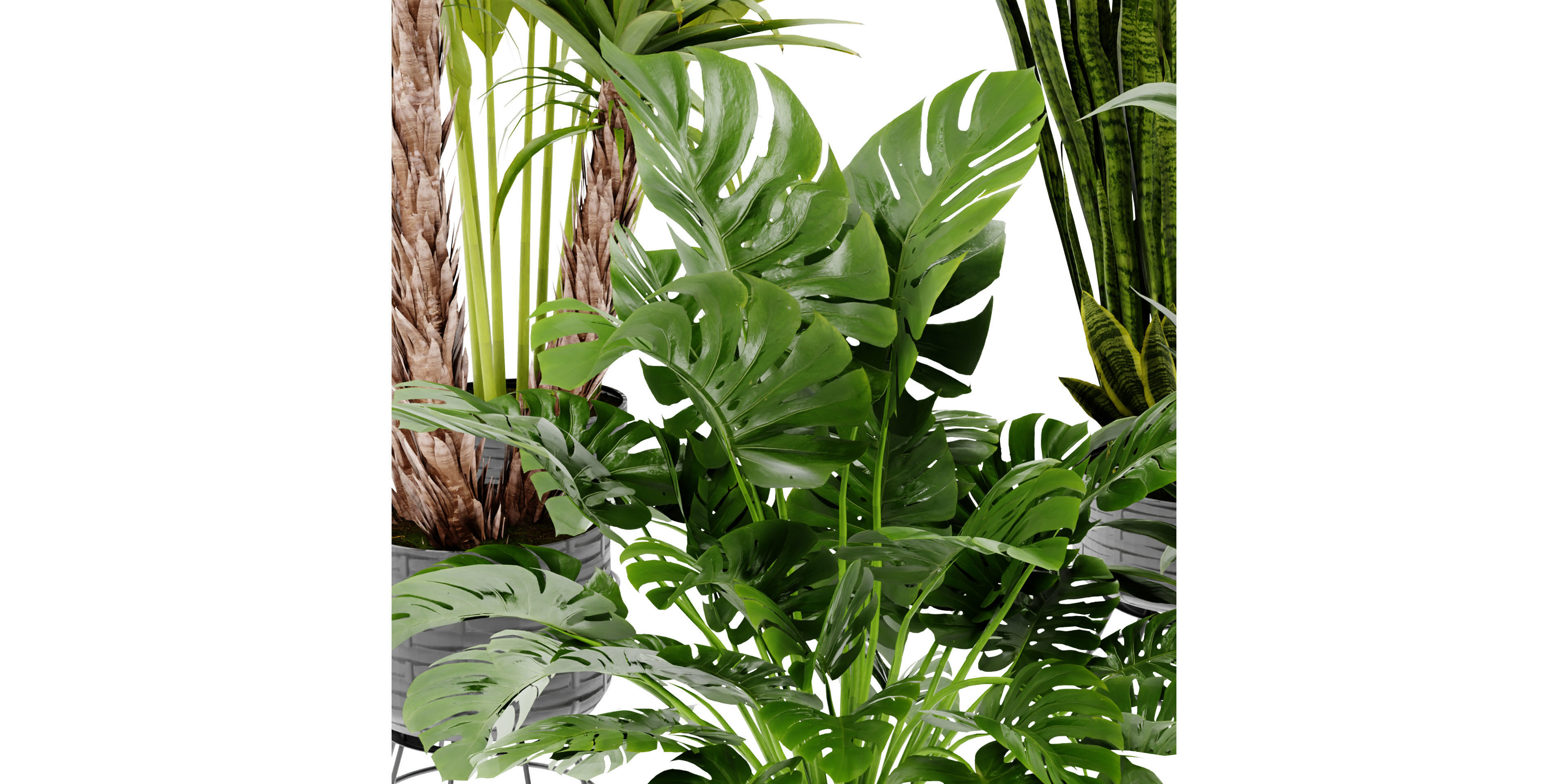 Collection plant vol 440 - blender model  3D model_3