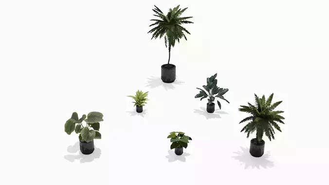 Plants in pots Collection 3Dmodel 3D model