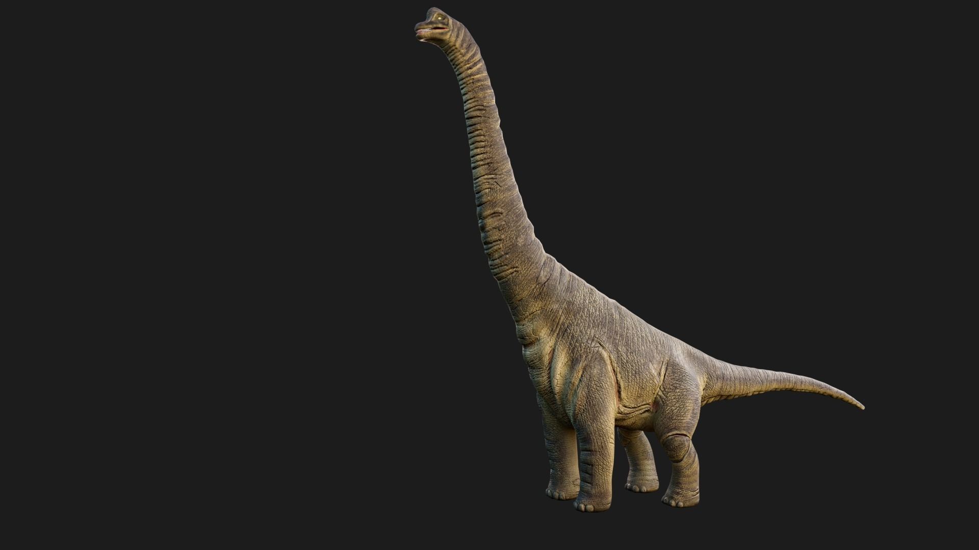 Brachiosaurus 3D Model - Realistic and Versatile 3D model Low-poly 3D model_1