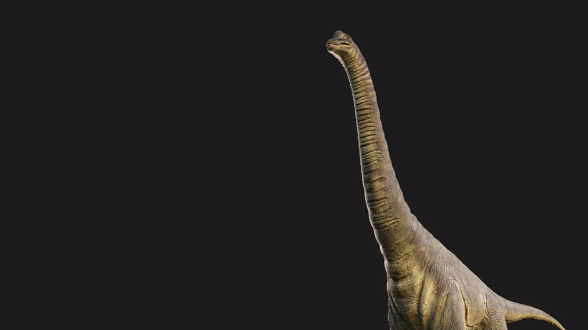 Brachiosaurus 3D Model - Realistic and Versatile 3D model Low-poly 3D model_0