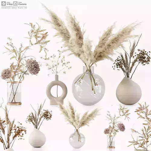 Collection Indoor Plants 046