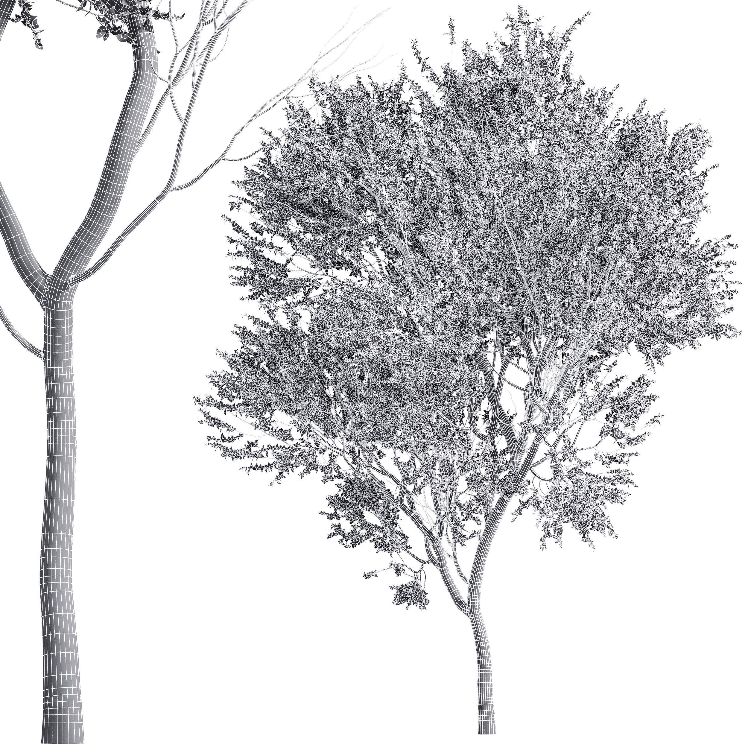 Prunus Spinosa Bloom 3D model_4