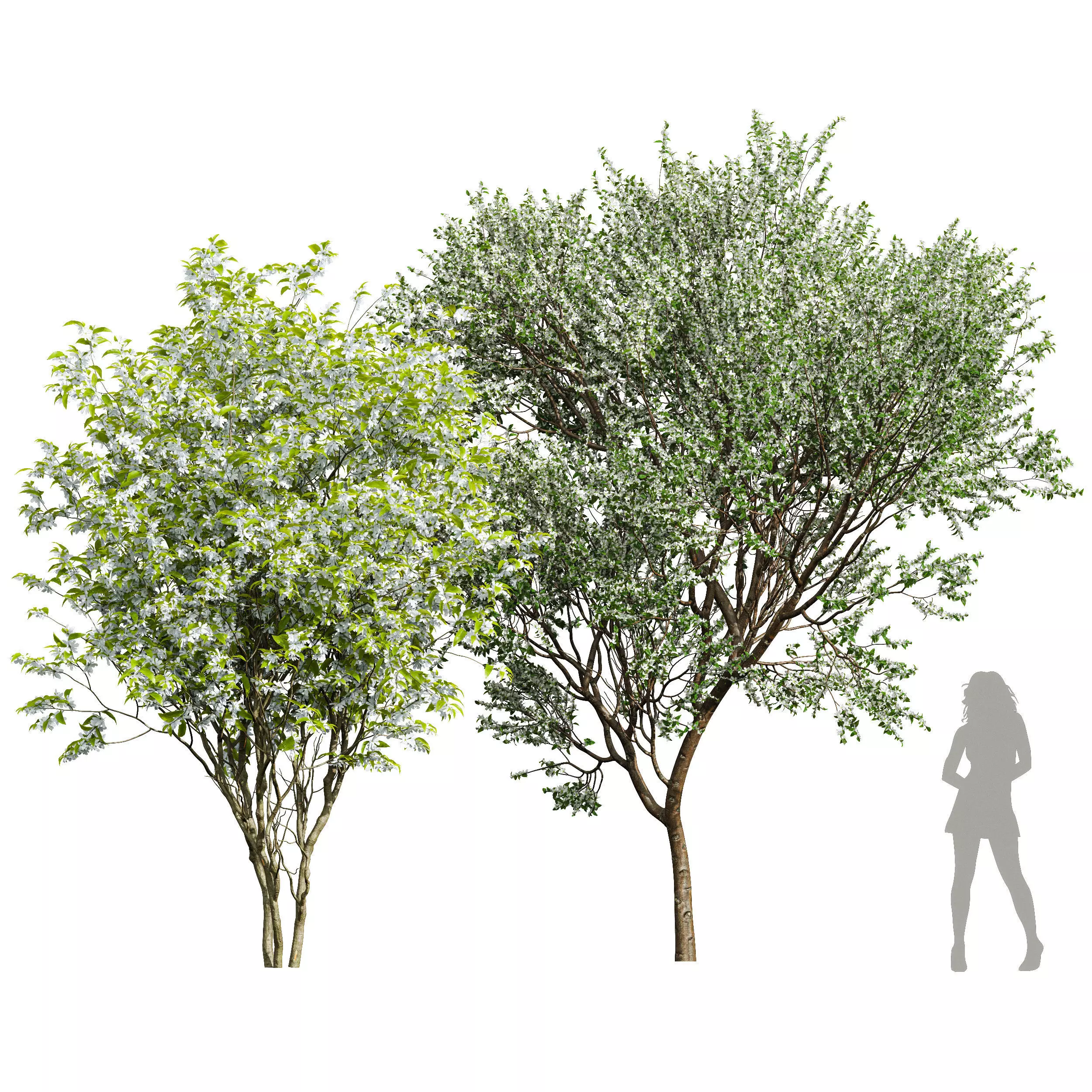 Prunus Spinosa Bloom 3D model_0