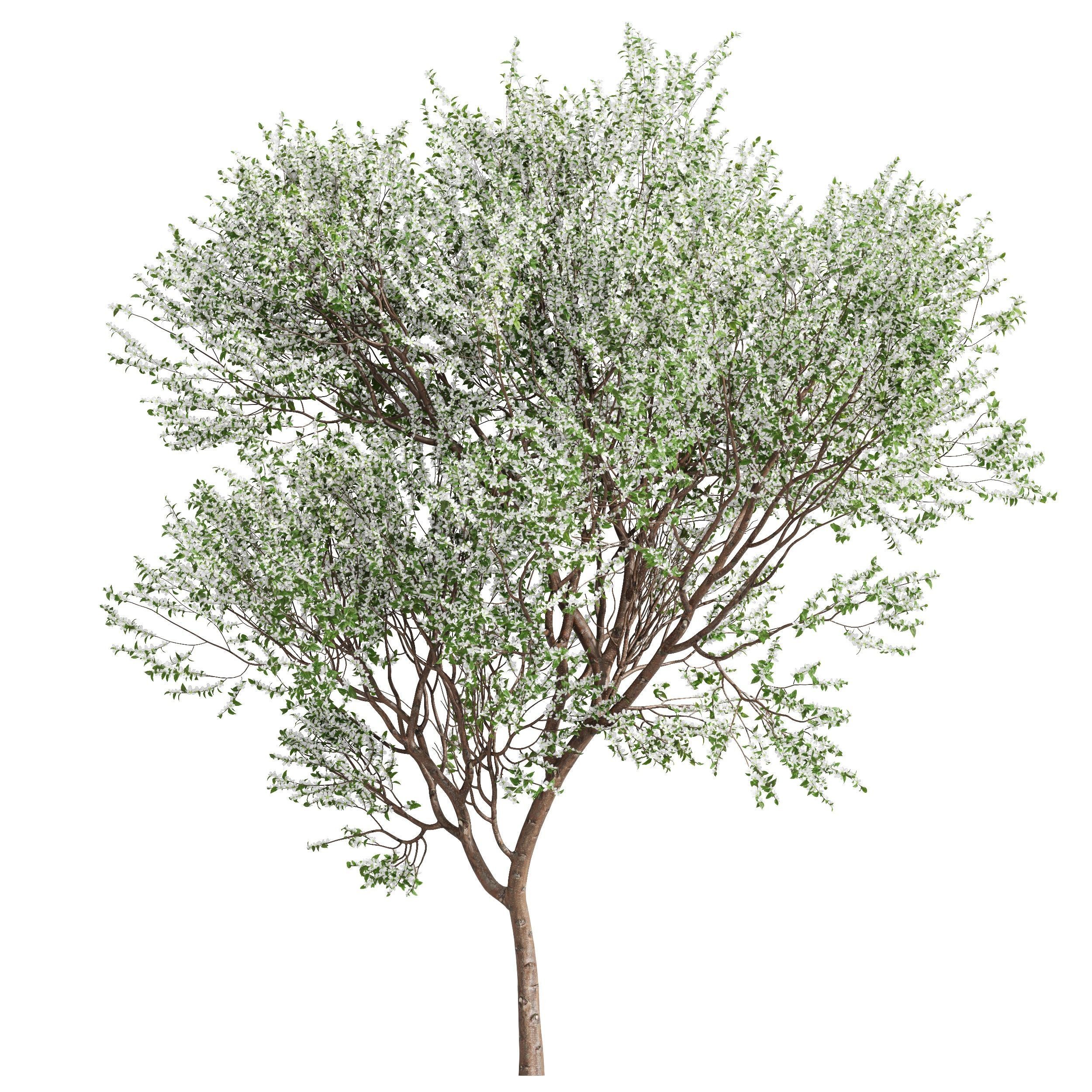 Prunus Spinosa Bloom 3D model_2