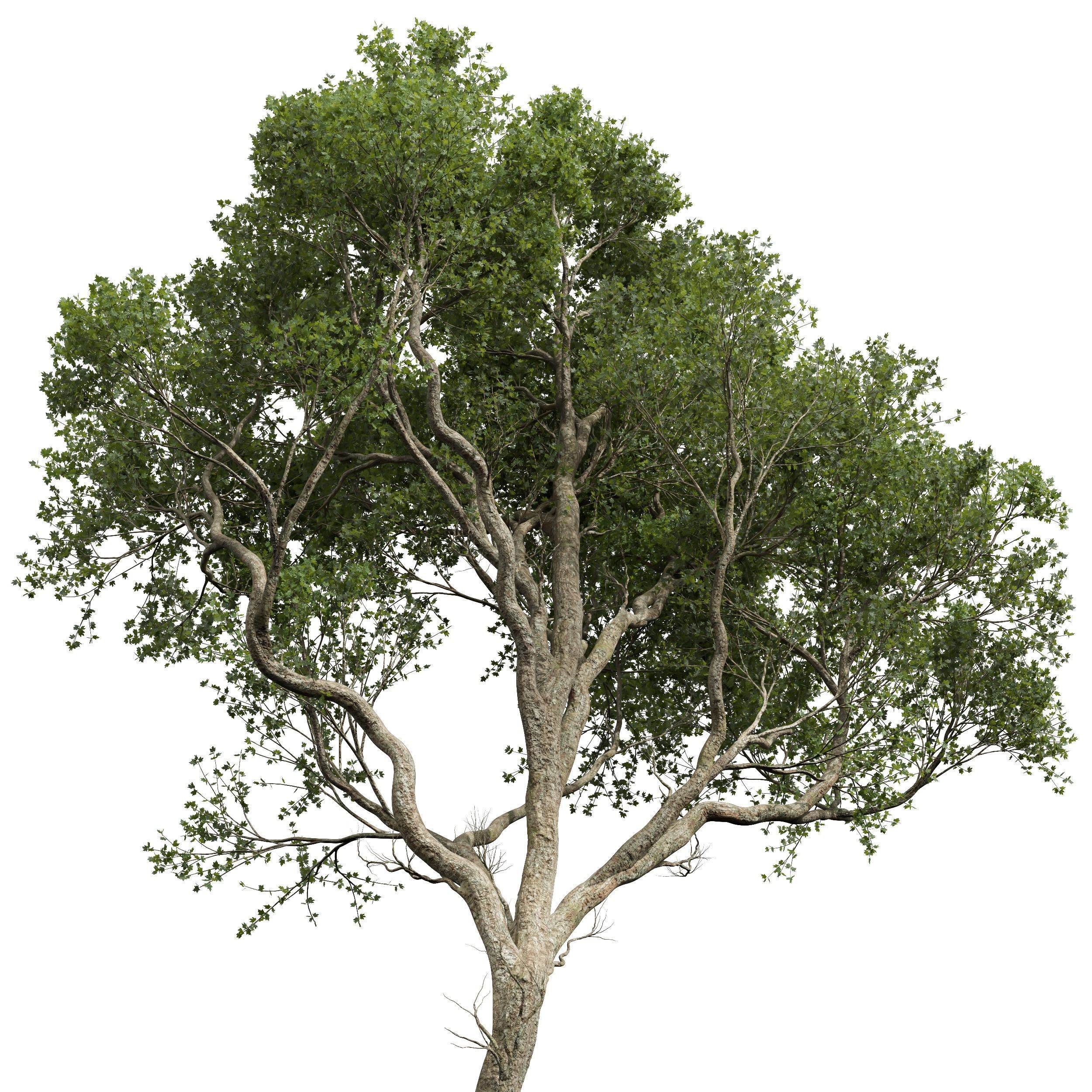 Pseudoplatanus and Saccharinum Summer trees  3D model_4