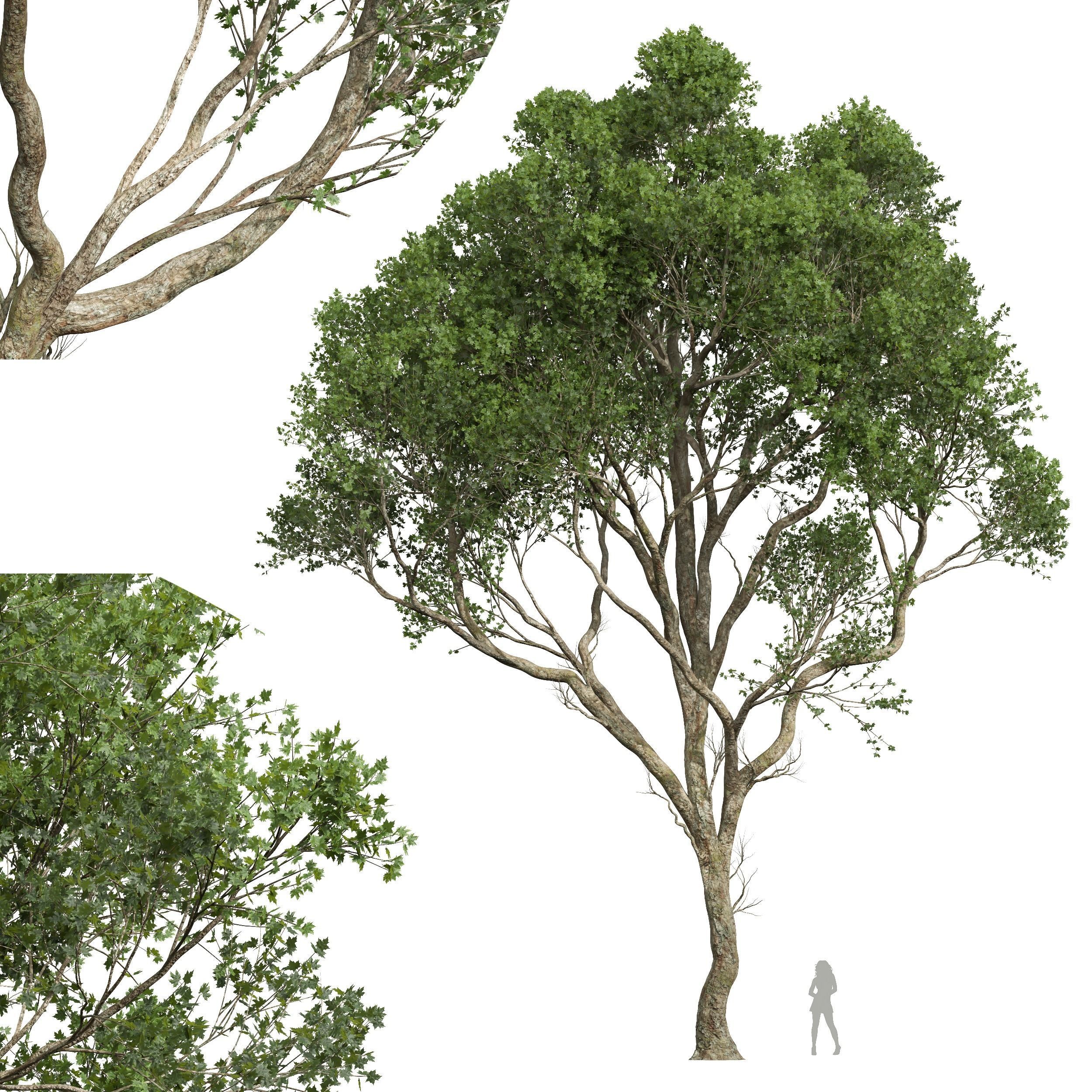 Pseudoplatanus and Saccharinum Summer trees  3D model_3