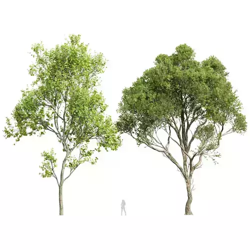 Pseudoplatanus and Saccharinum Summer trees  3D model