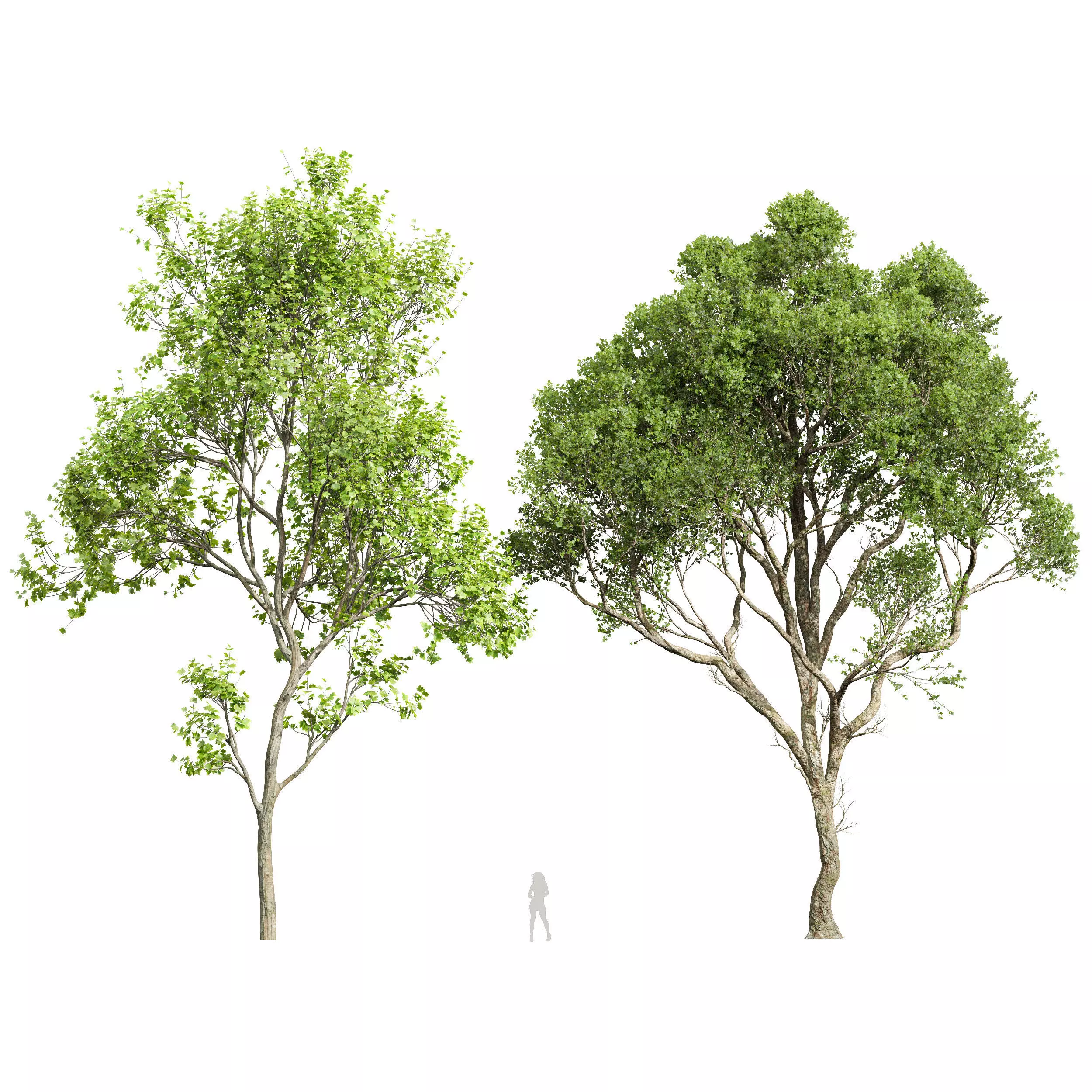Pseudoplatanus and Saccharinum Summer trees  3D model_0