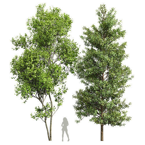 Real Tree Acer Buergerianum and Saccharinum 3D model