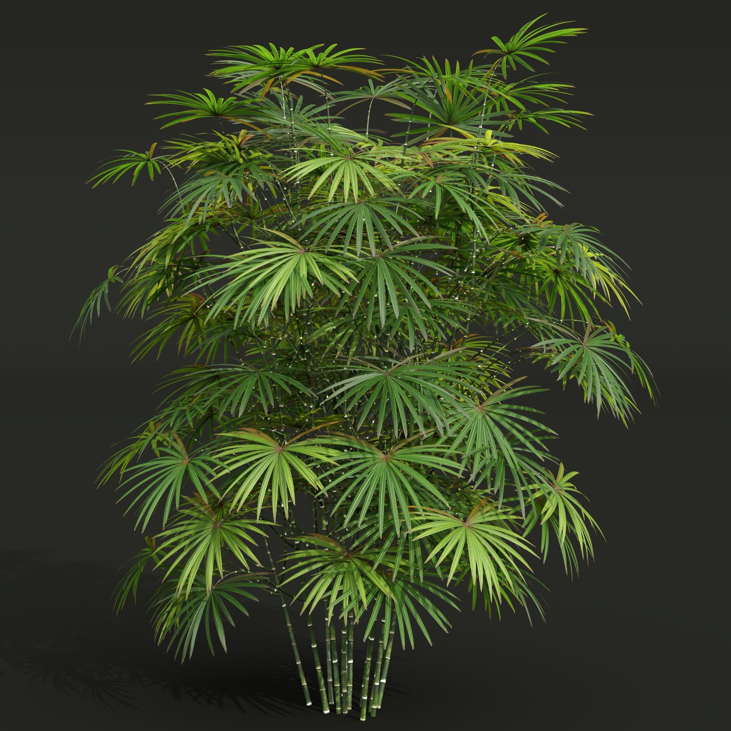 Rhapis Excelsa Edgeworthia Chrysantha Grandiflora Bush 8 bush 3D model_4