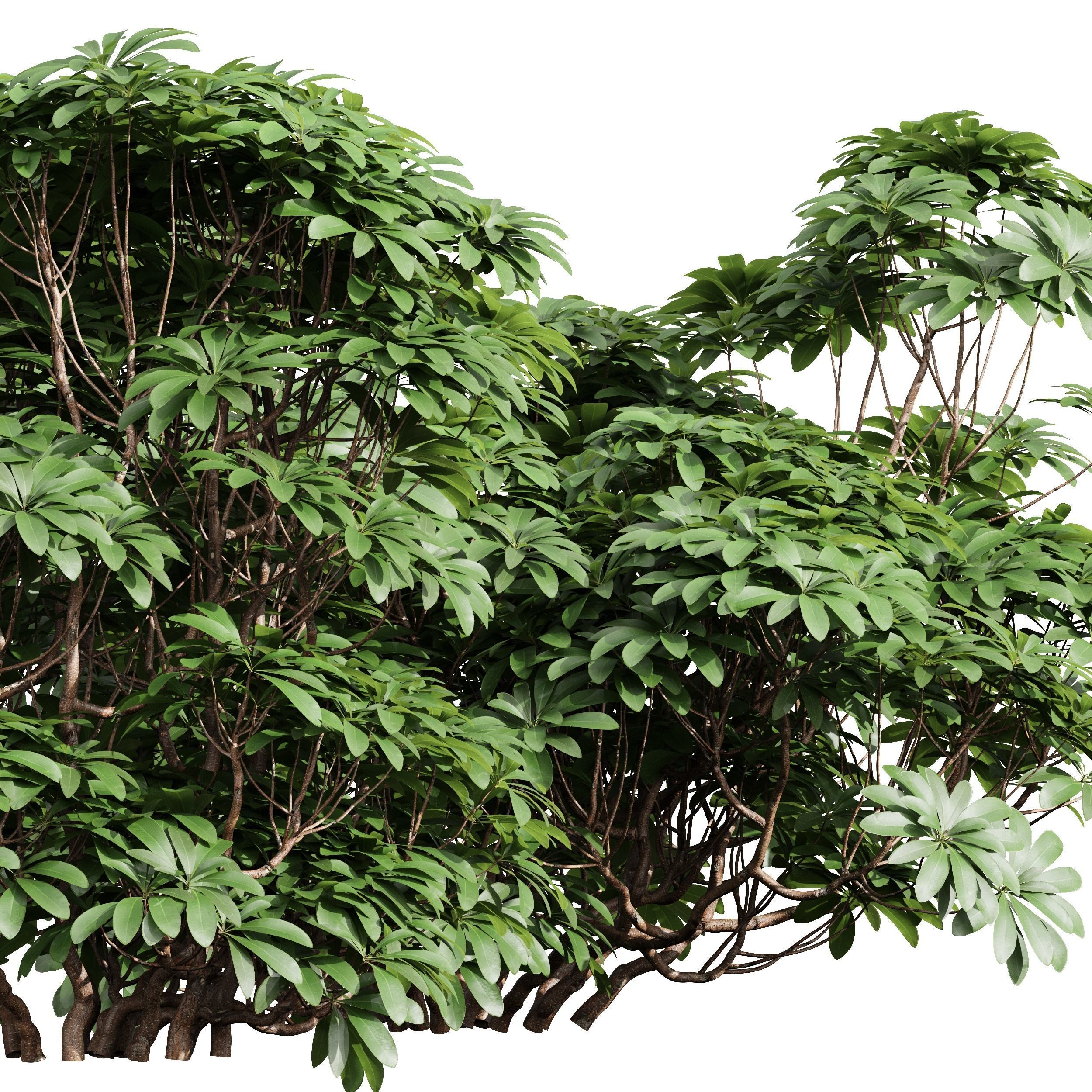 Rhapis Excelsa Edgeworthia Chrysantha Grandiflora Bush 8 bush 3D model_2
