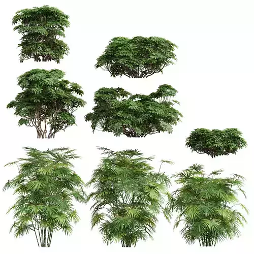 Rhapis Excelsa Edgeworthia Chrysantha Grandiflora Bush 8 bush 3D model