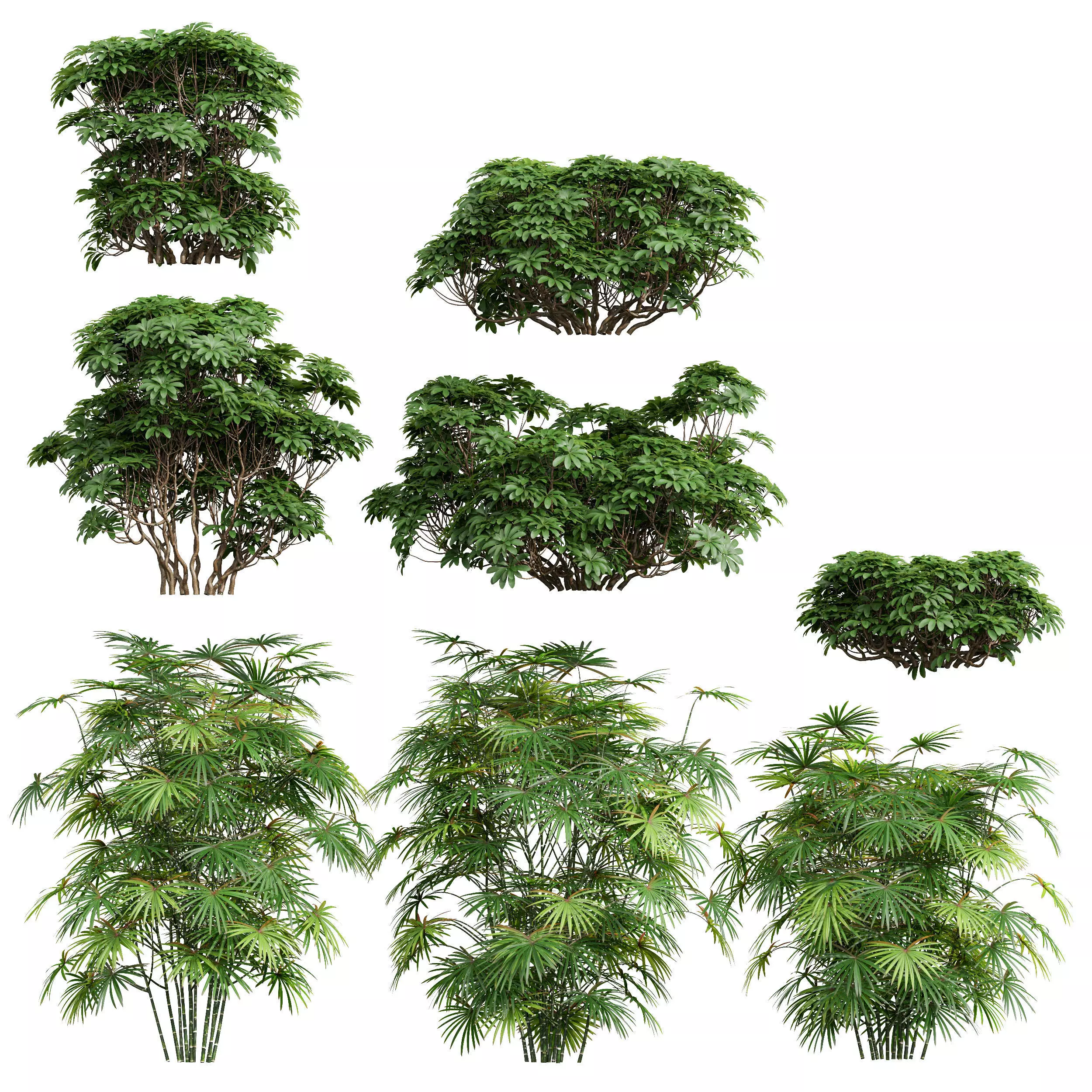 Rhapis Excelsa Edgeworthia Chrysantha Grandiflora Bush 8 bush 3D model_0