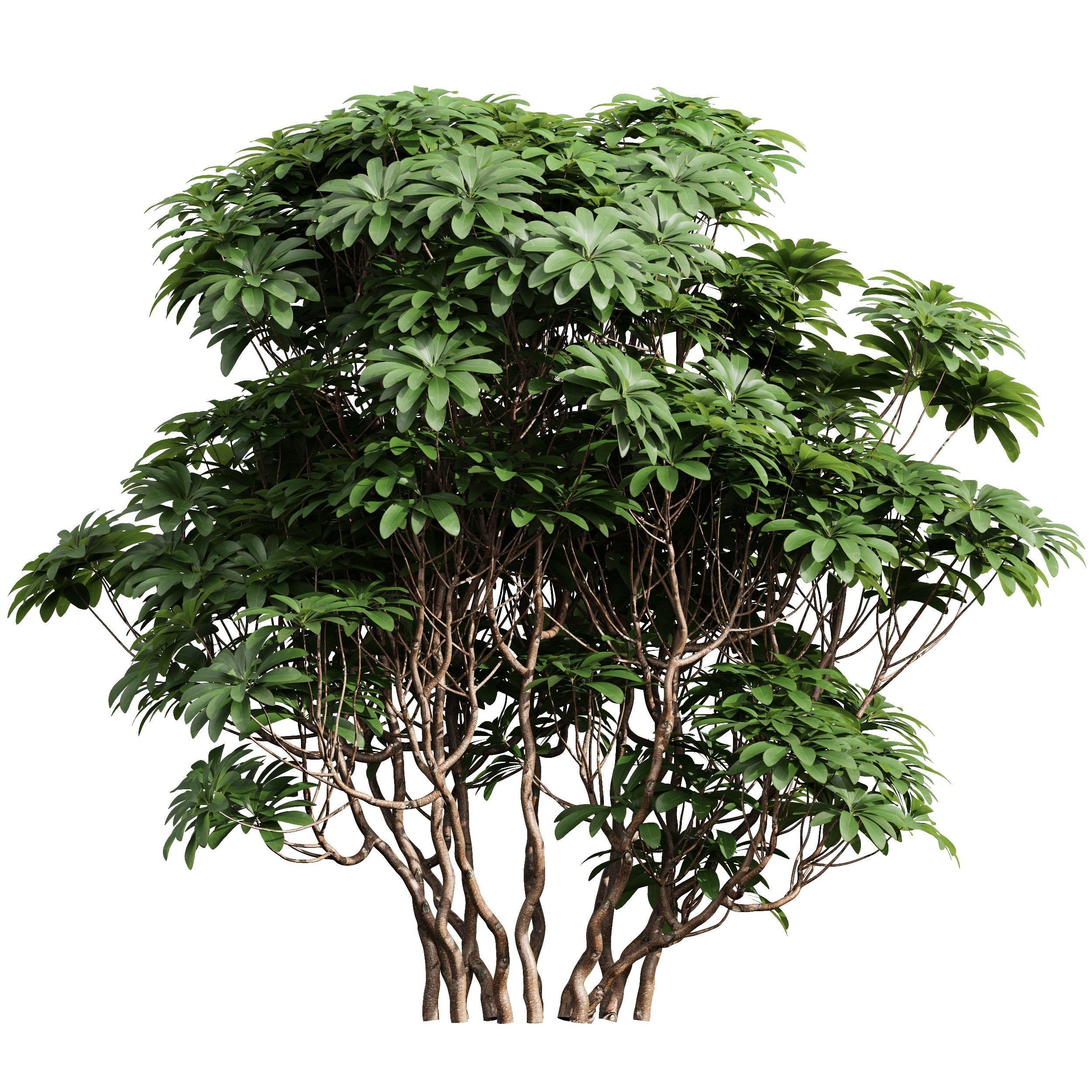 Rhapis Excelsa Edgeworthia Chrysantha Grandiflora Bush 8 bush 3D model_5