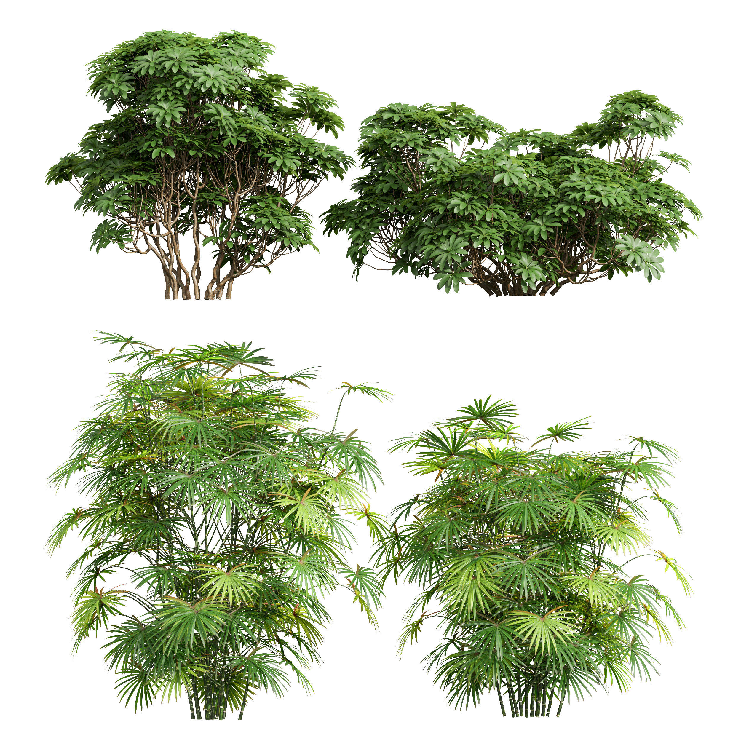 Rhapis Excelsa Edgeworthia Chrysantha Grandiflora Bush 8 bush 3D model_1