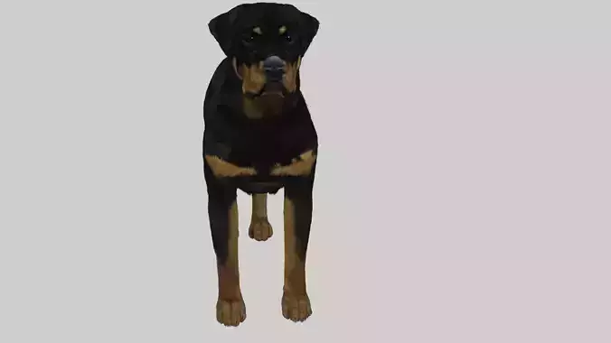 rottweiler Free 3D model