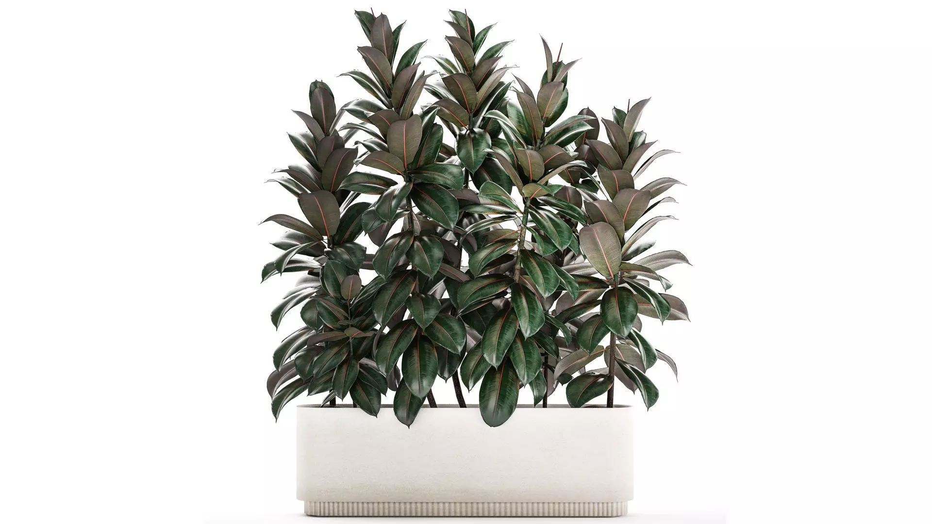 Beautiful Plants Bush Ficus elasticas 1355 3D model