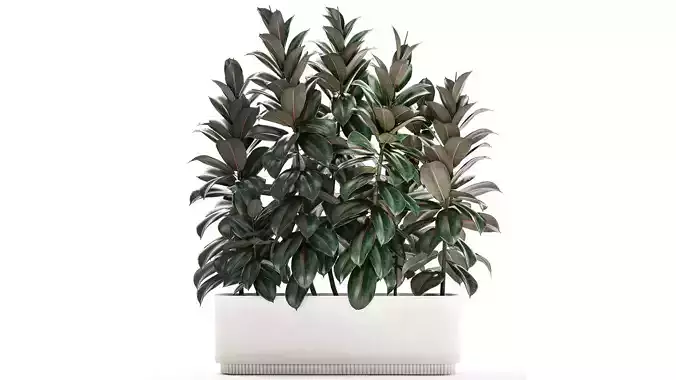 Beautiful Plants Bush Ficus elasticas 1355