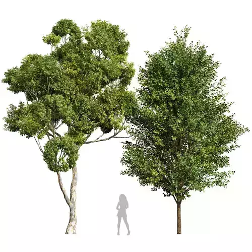 Sydney blue gum and Canadian Poplar 3D model
