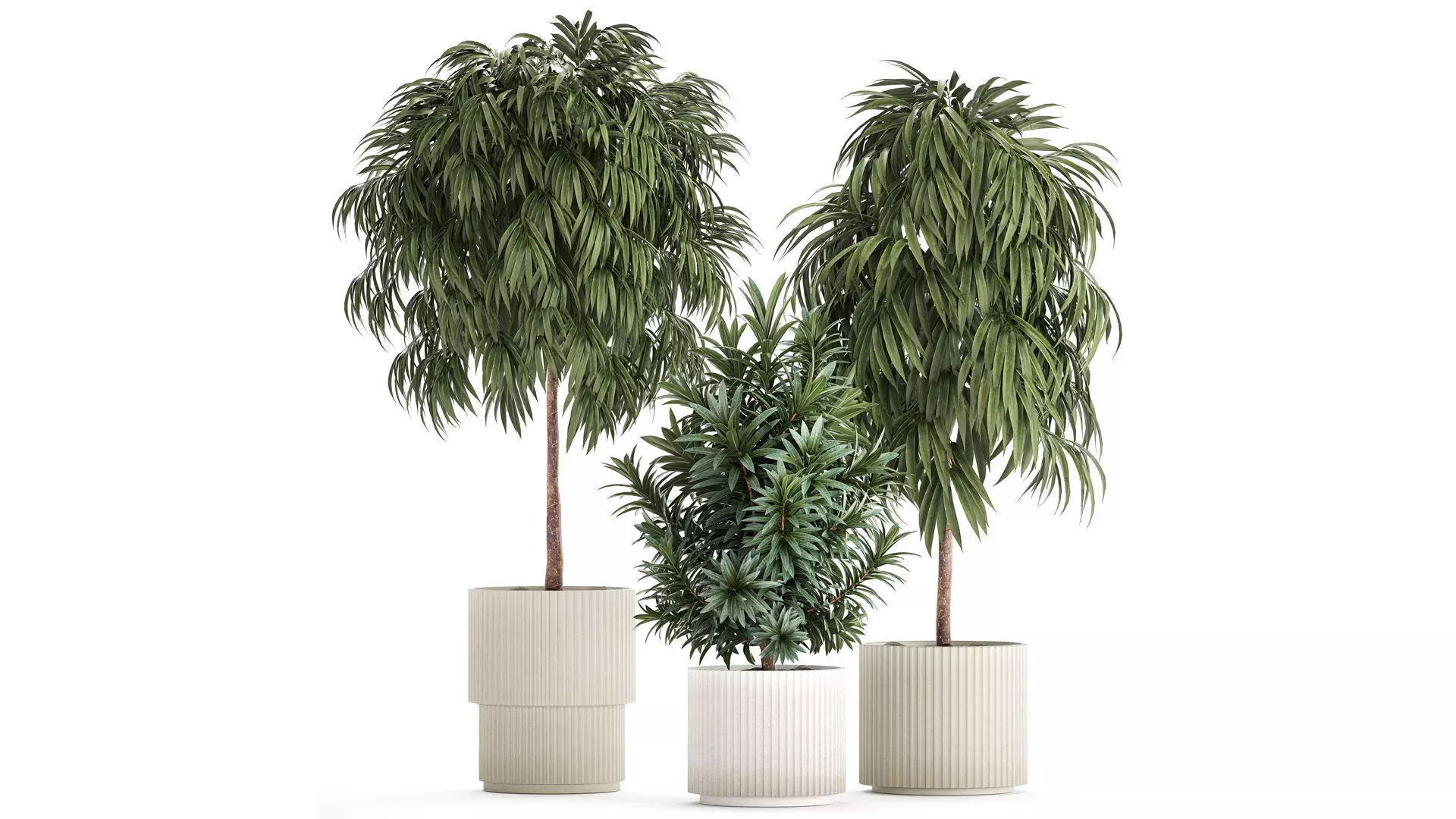 Beautiful Plants Ficus Alii Tree Oleander In Pots 1357 3D model