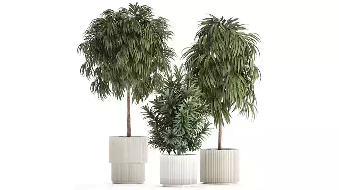 Beautiful Plants Ficus Alii Tree Oleander In Pots 1357 3D model