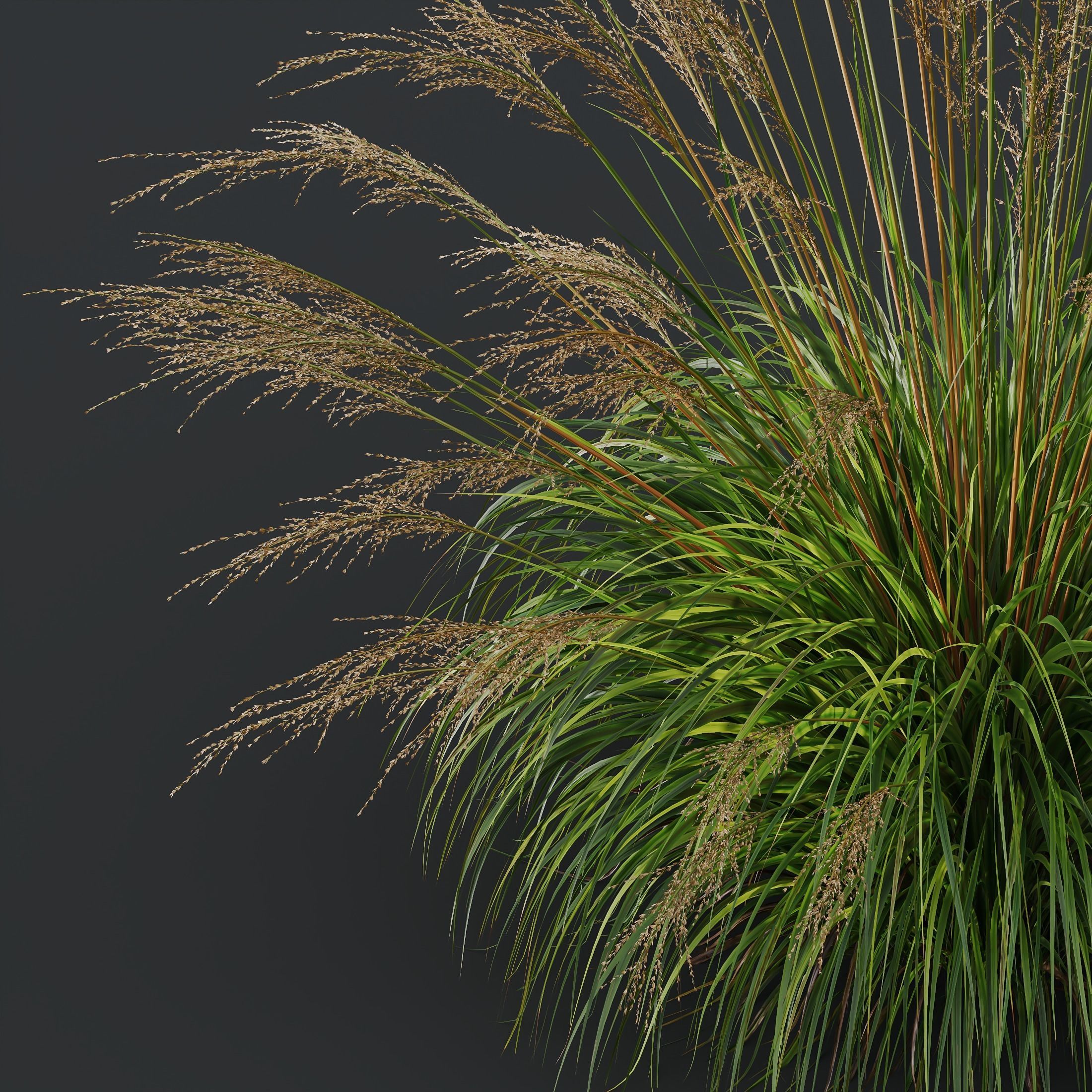 Sweet Grass 3D model_3