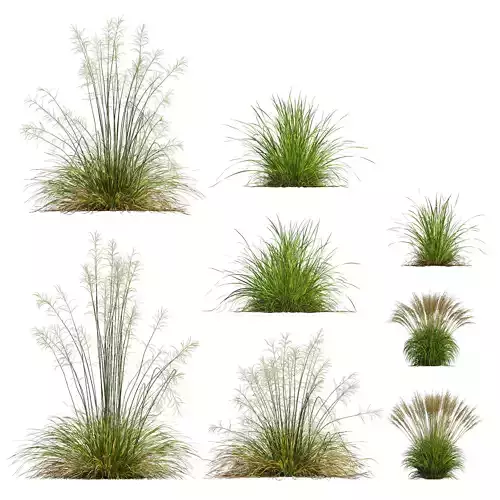 Sweet Grass 3D model