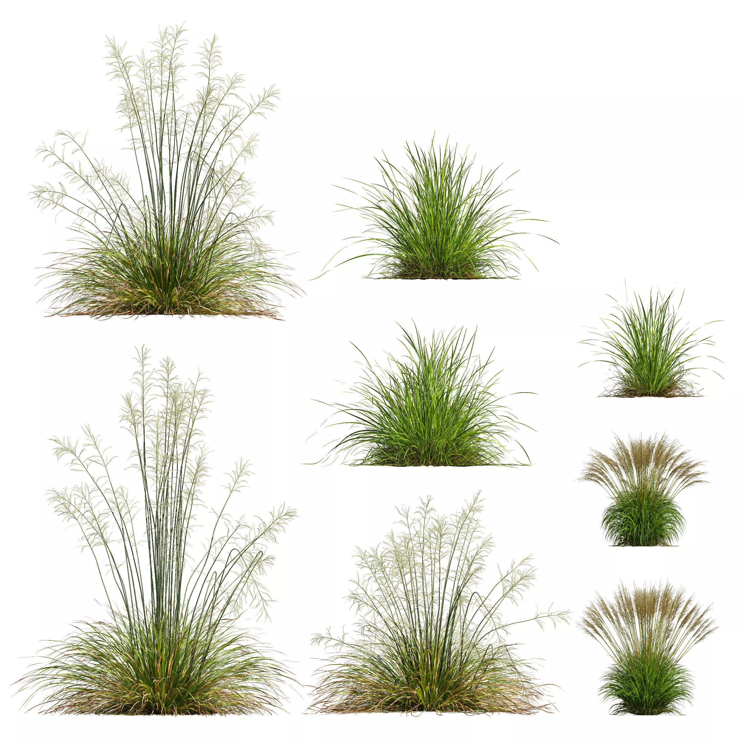 Sweet Grass 3D model_0