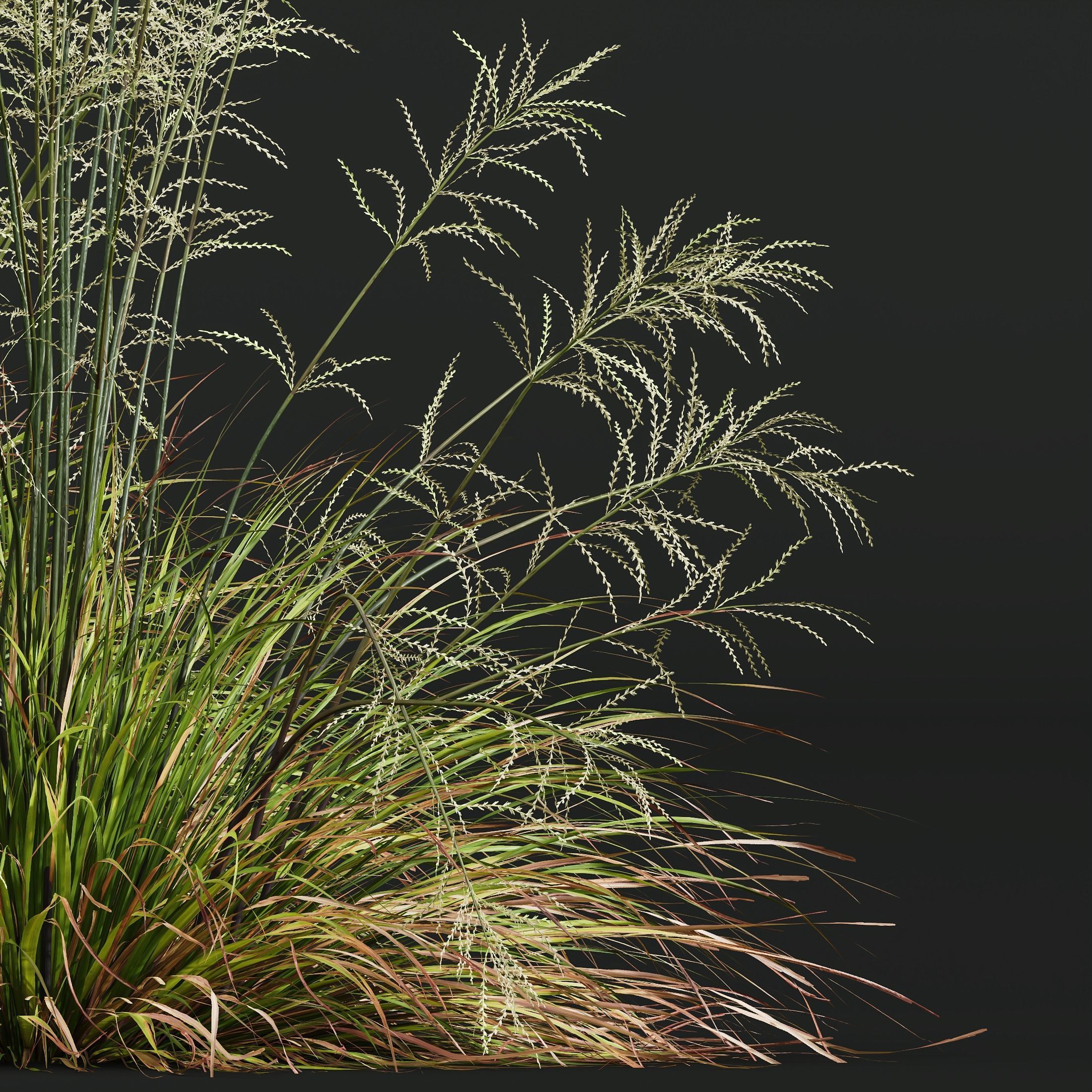 Sweet Grass 3D model_2