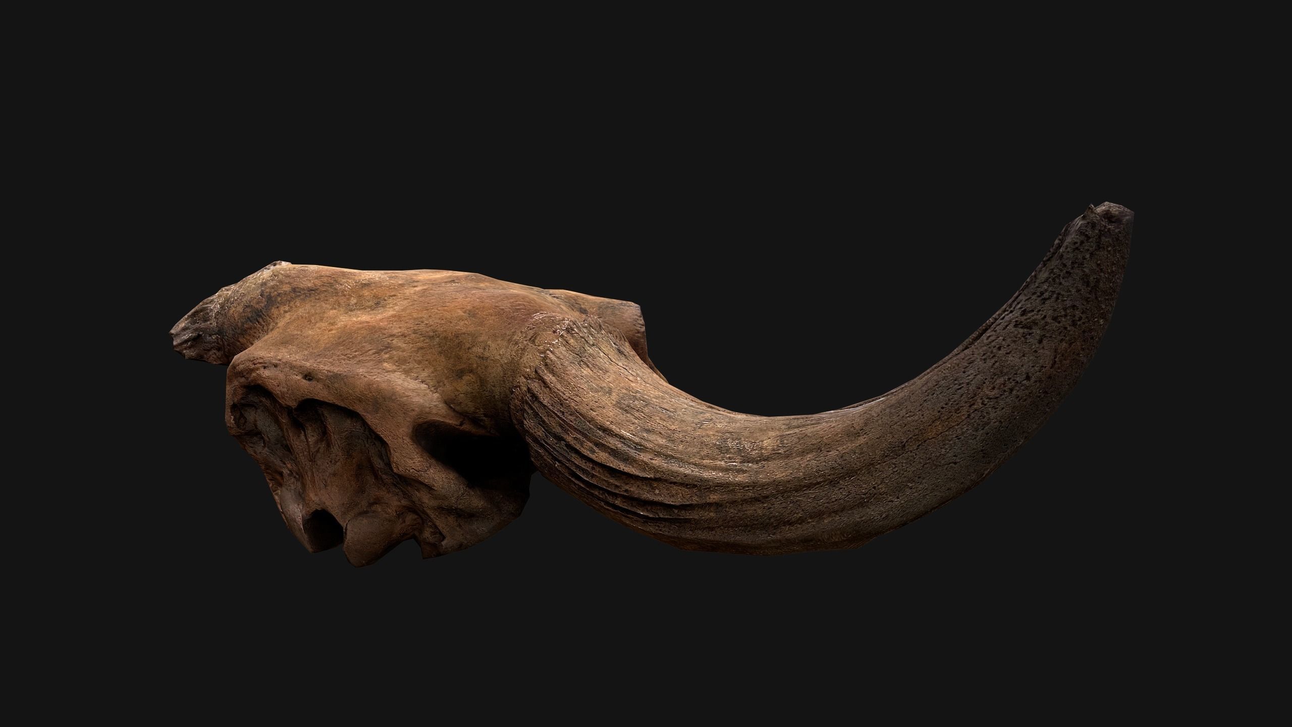 Bull Cow Skull Low-poly 3D model_6