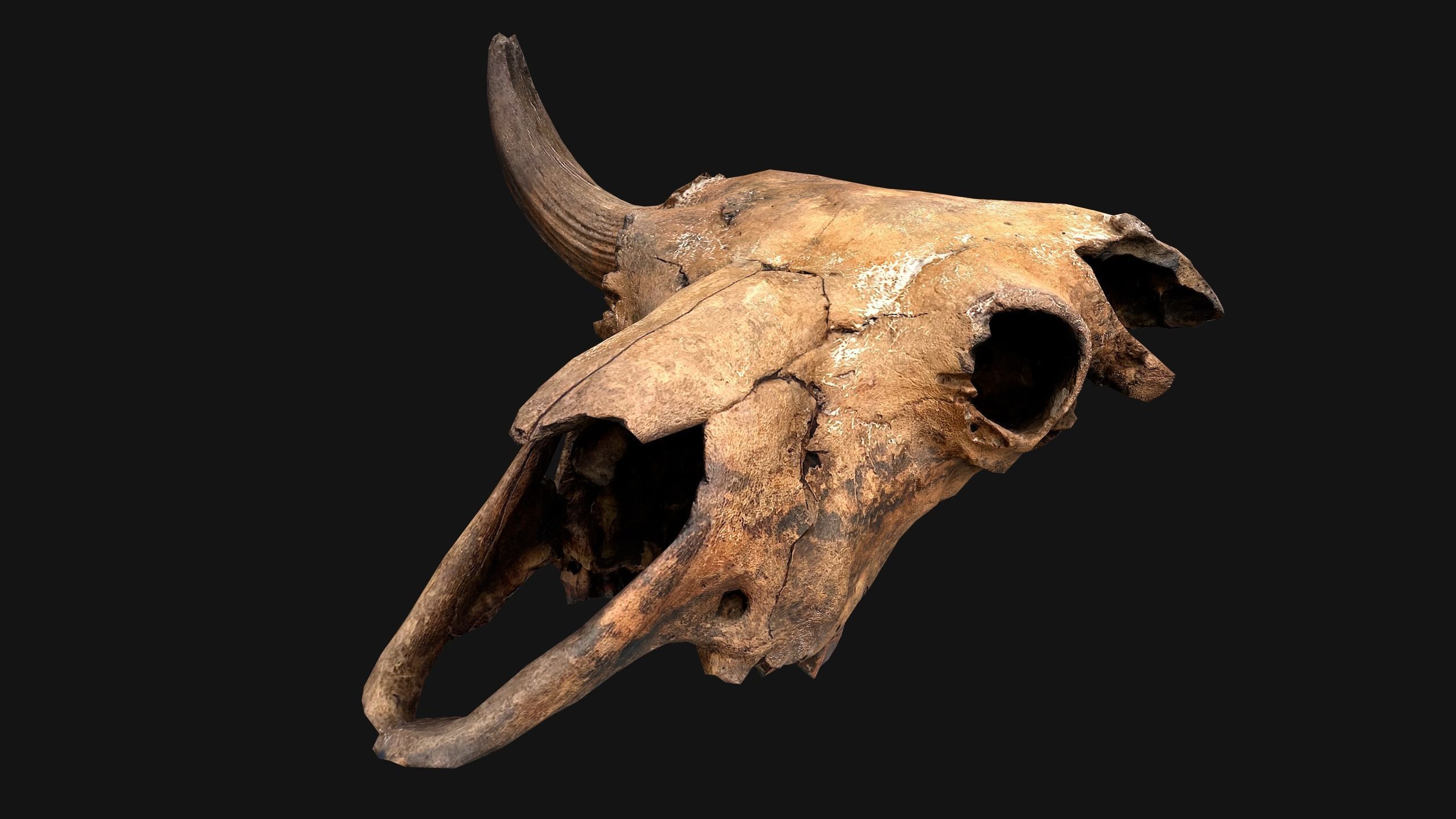 Bull Cow Skull Low-poly 3D model_20