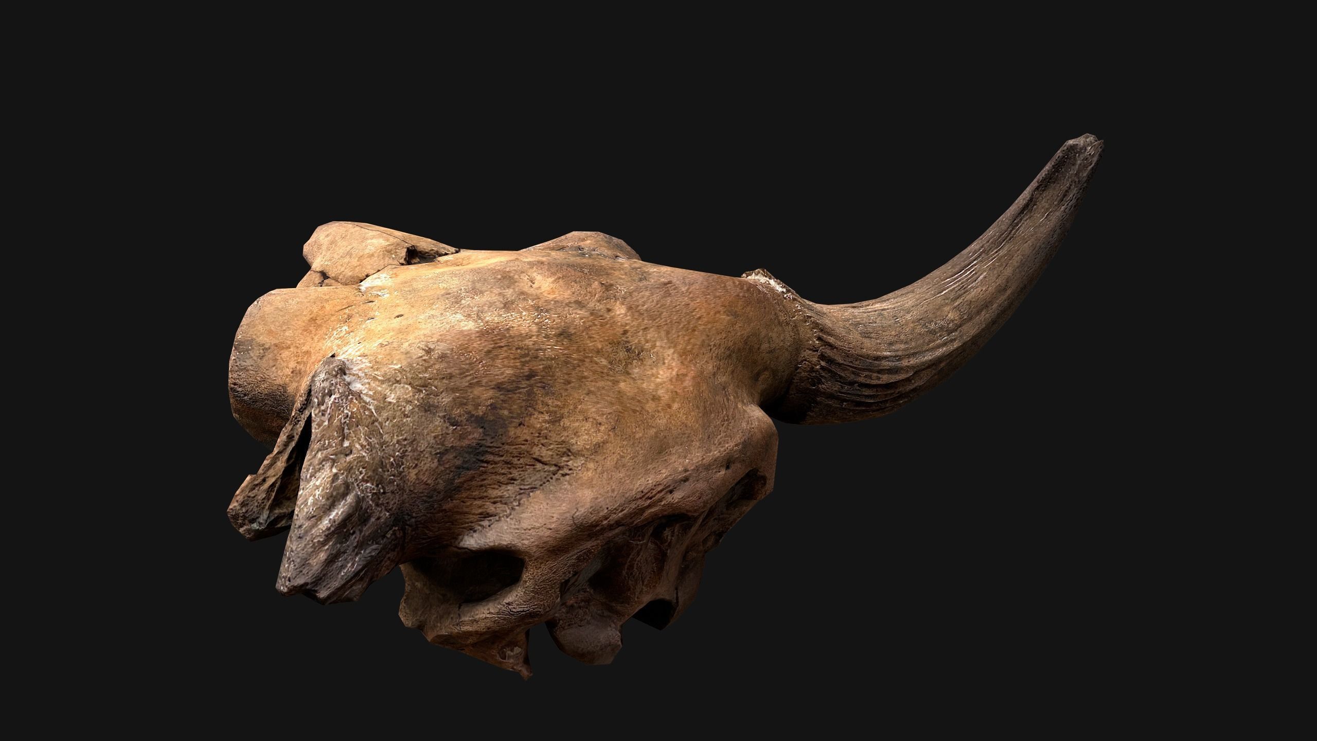 Bull Cow Skull Low-poly 3D model_18