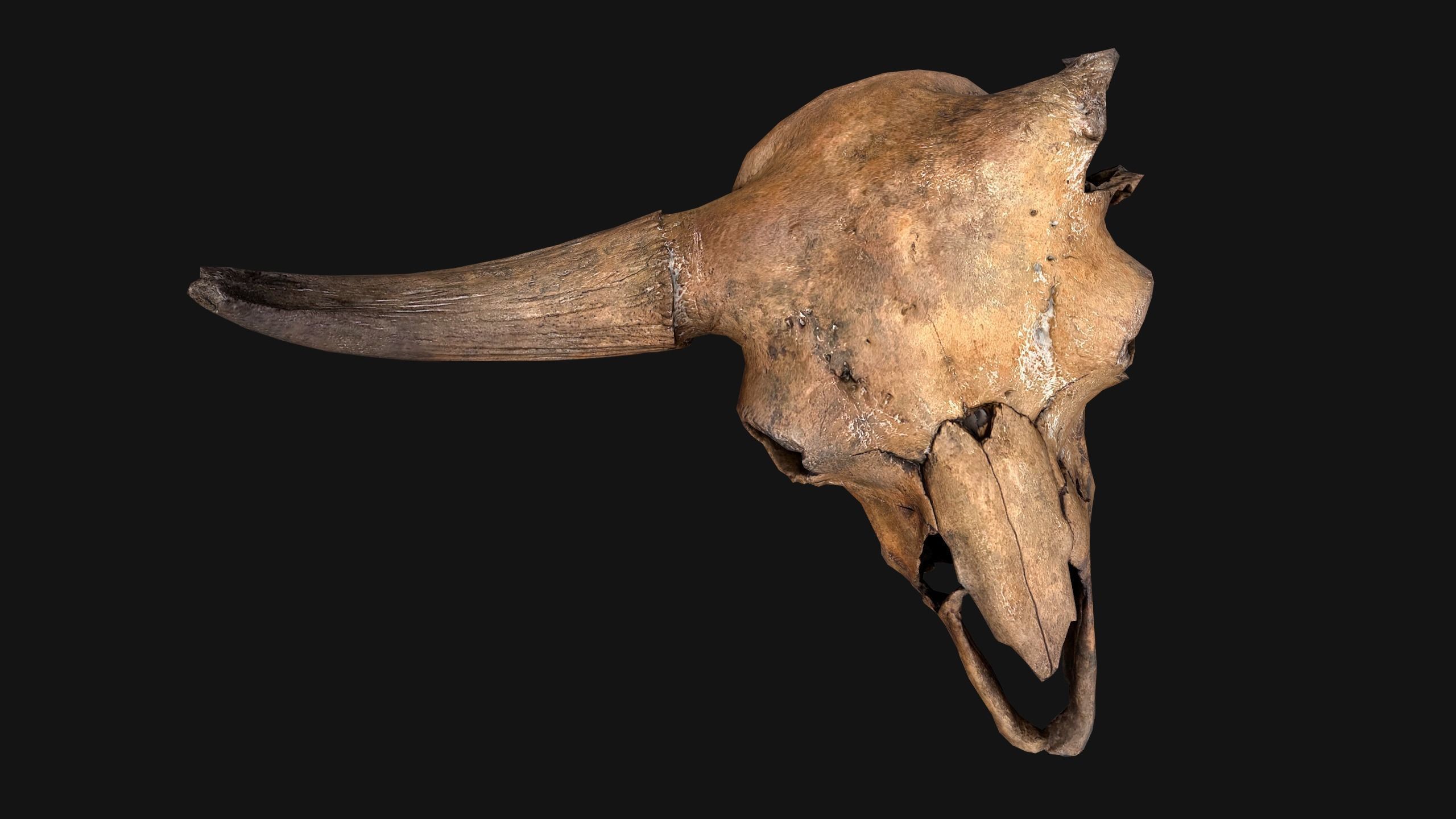 Bull Cow Skull Low-poly 3D model_5