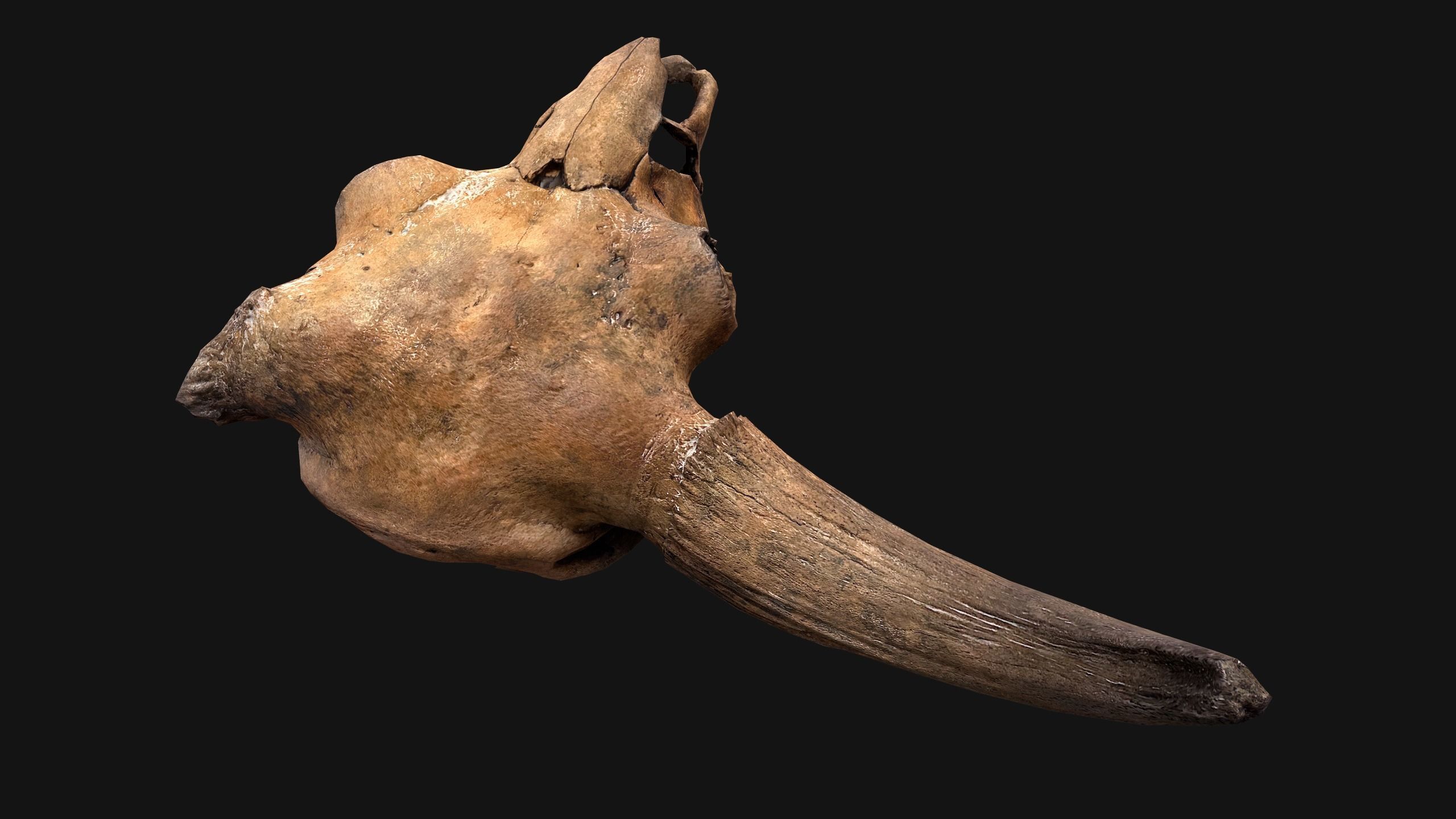 Bull Cow Skull Low-poly 3D model_17