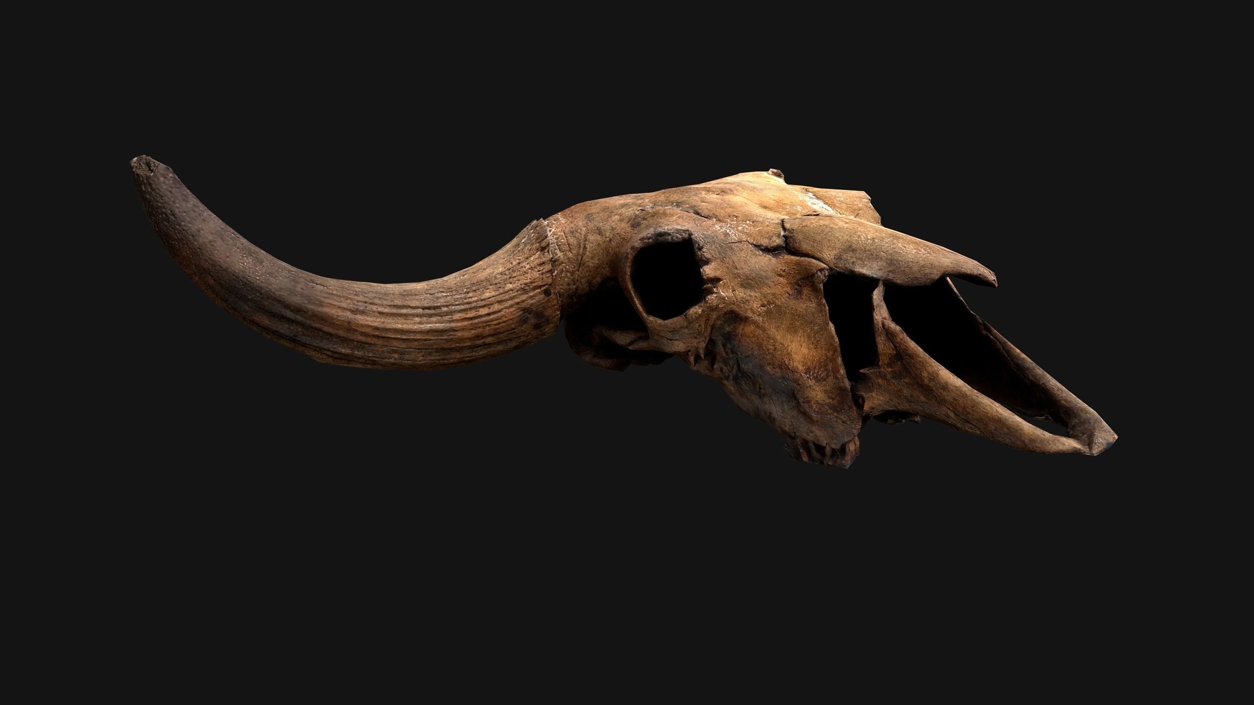 Bull Cow Skull Low-poly 3D model_13