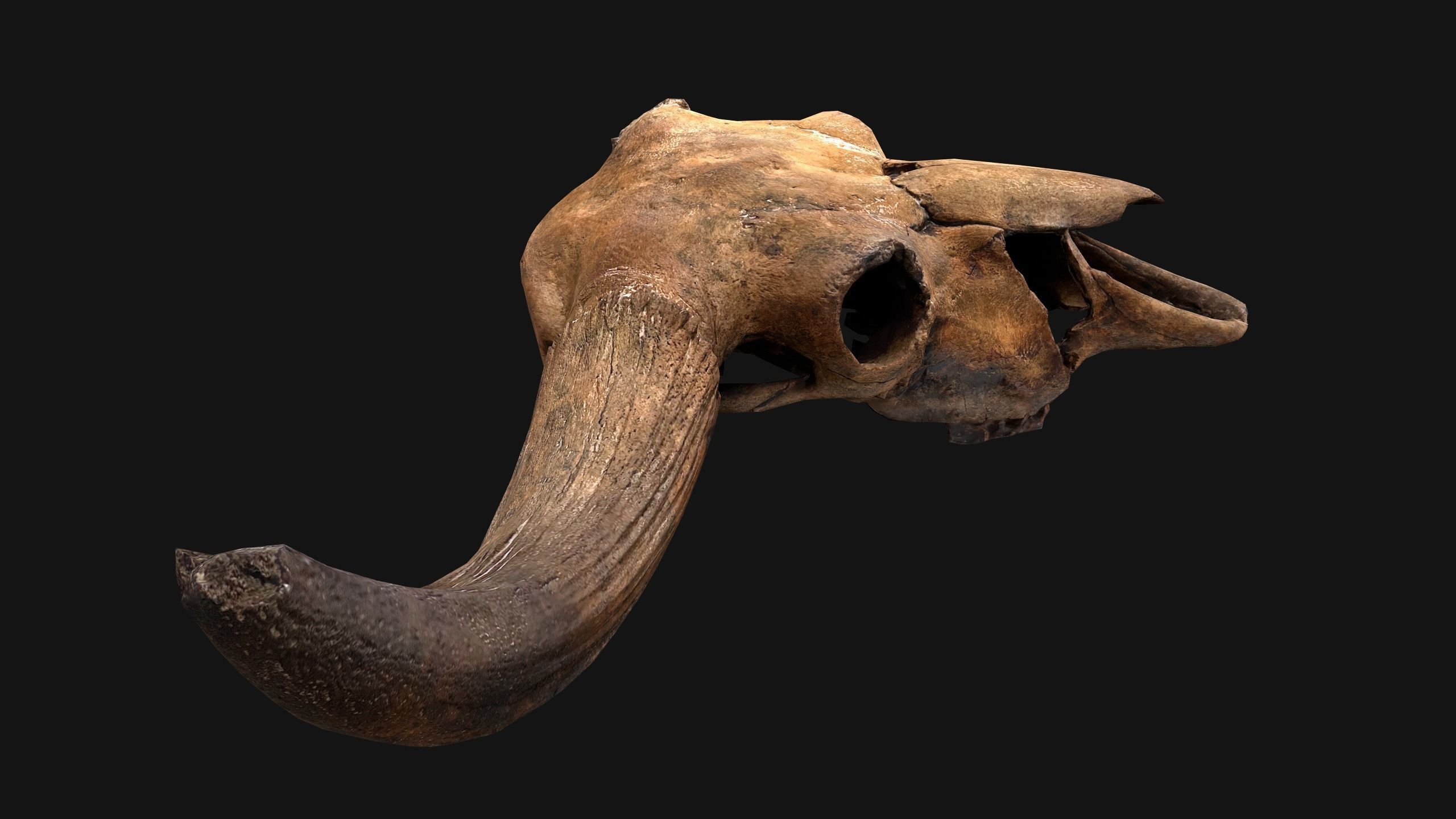 Bull Cow Skull Low-poly 3D model_15