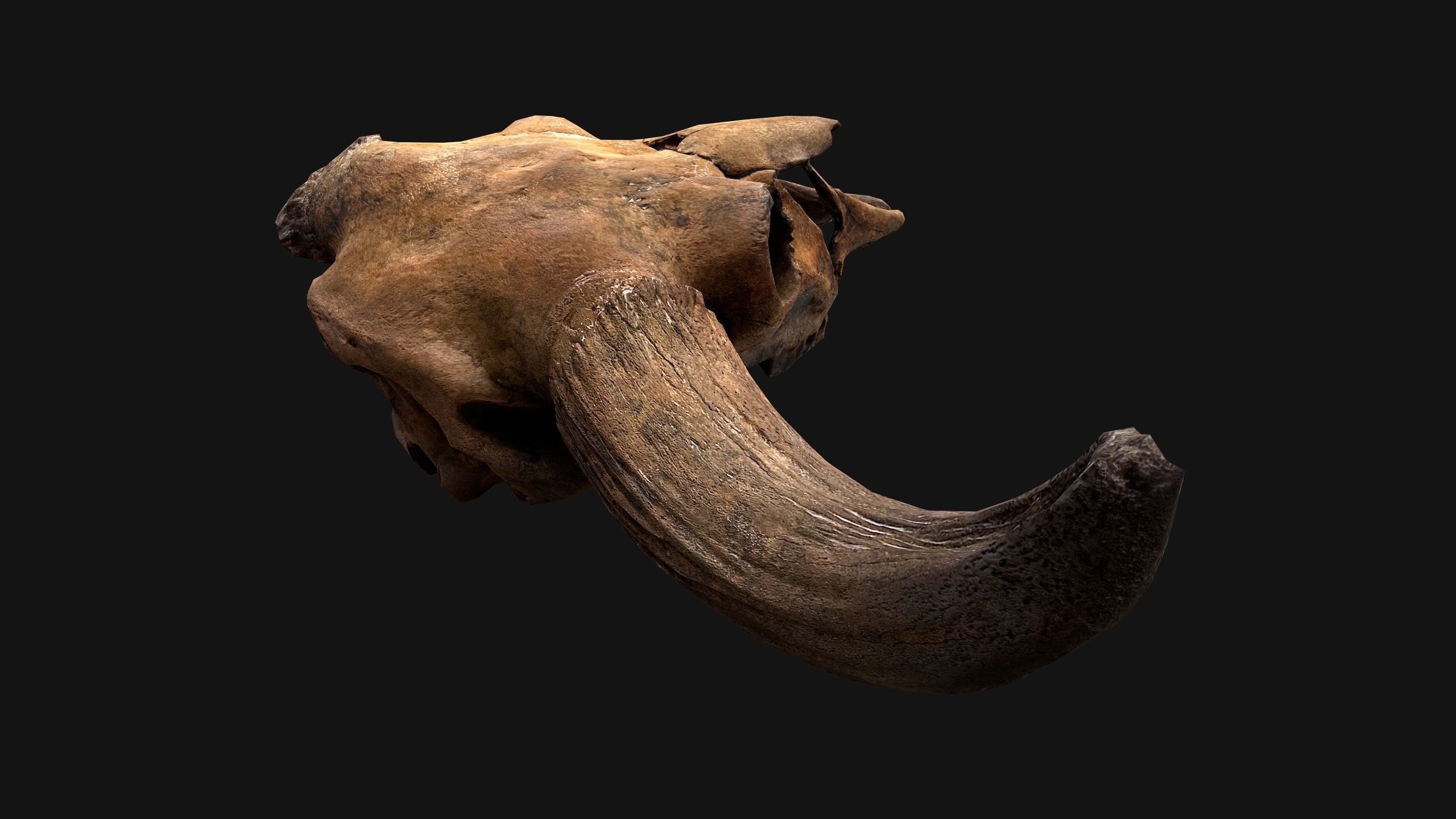 Bull Cow Skull Low-poly 3D model_16
