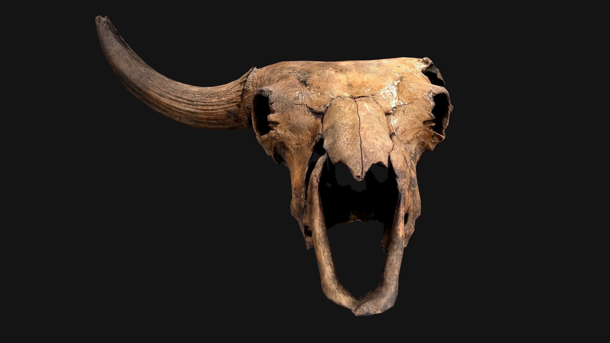 Bull Cow Skull Low-poly 3D model_12