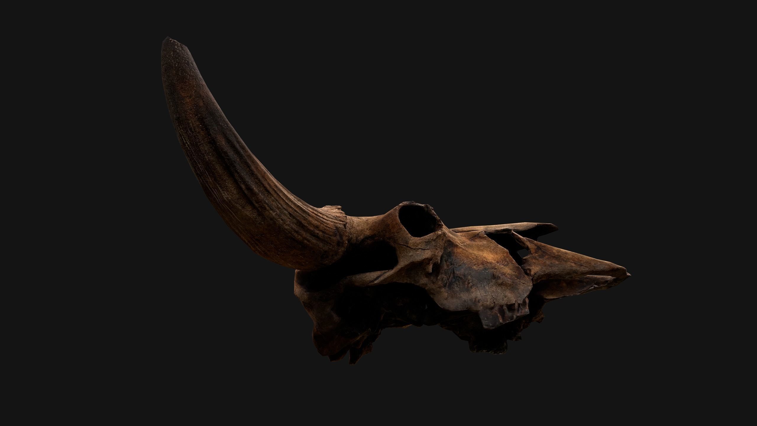 Bull Cow Skull Low-poly 3D model_14