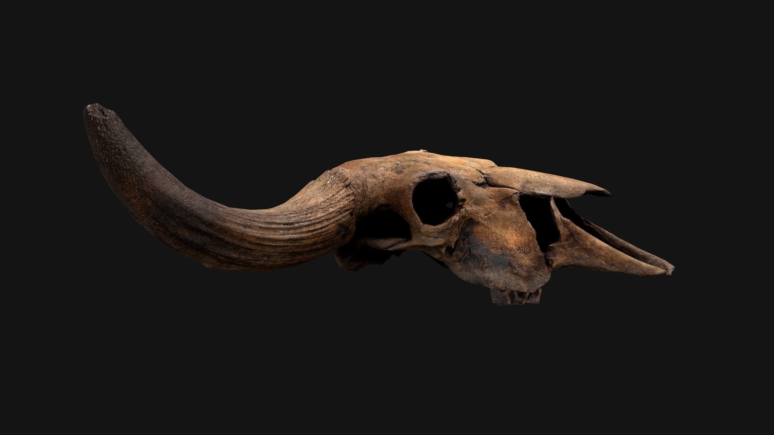 Bull Cow Skull Low-poly 3D model_7
