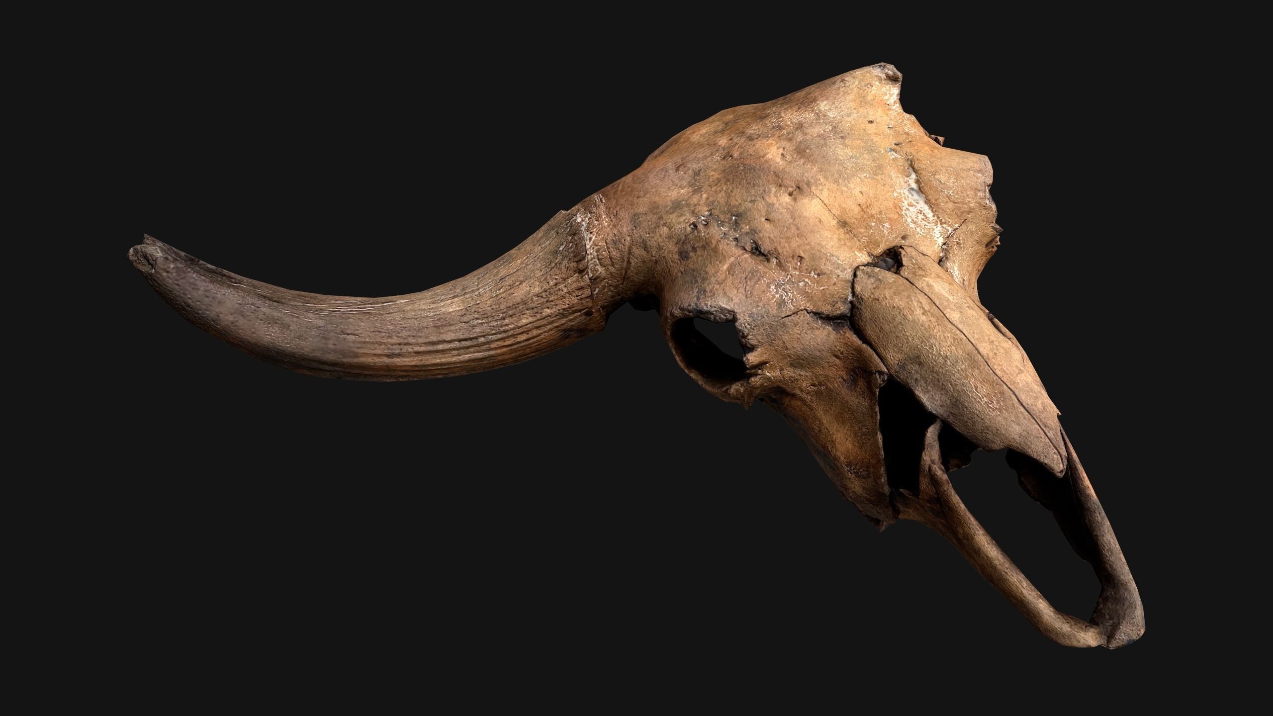 Bull Cow Skull Low-poly 3D model_2